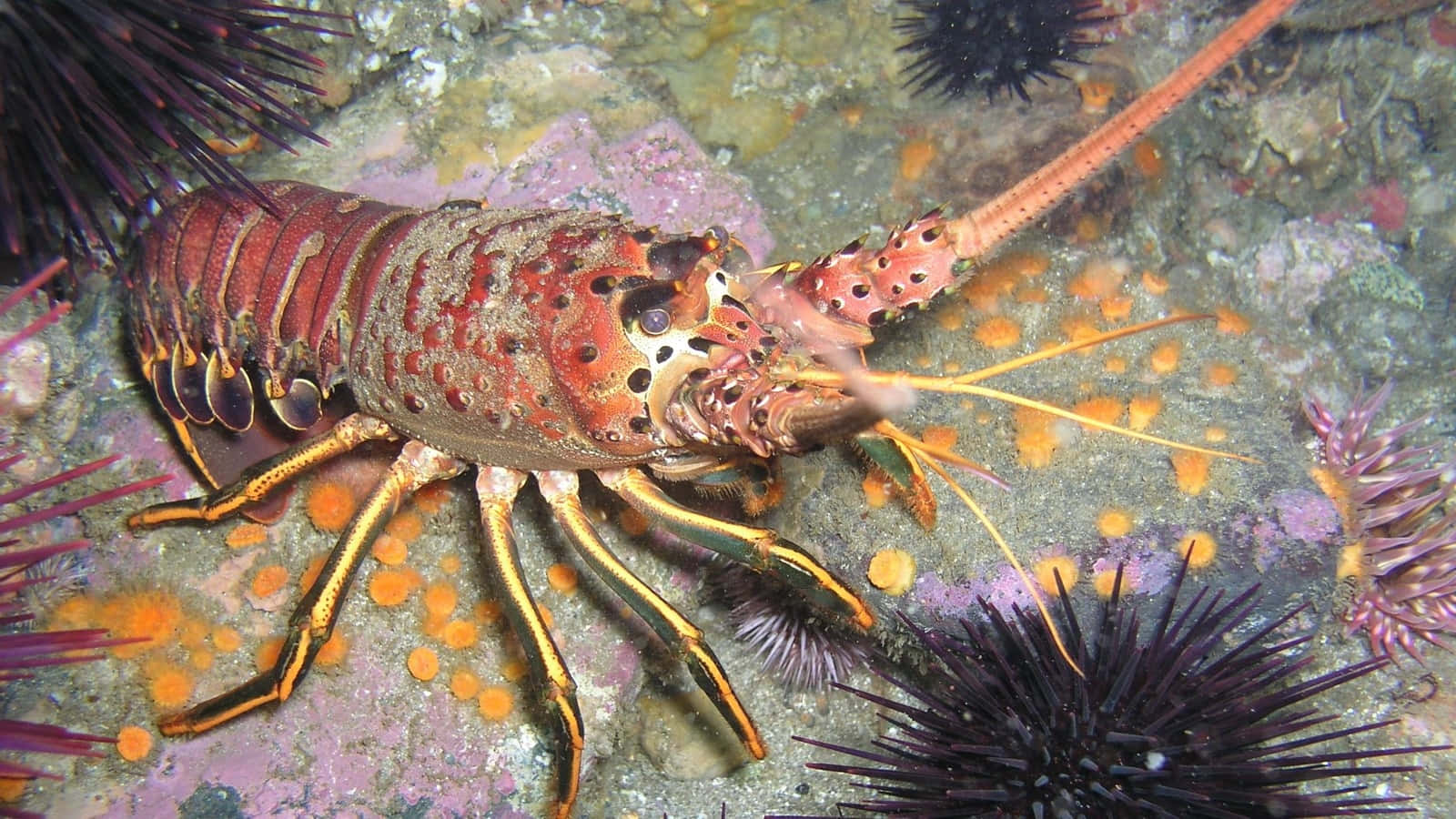 spiny lobster, vibrant red, gold-tipped claws, HD Desktop Wallpaper