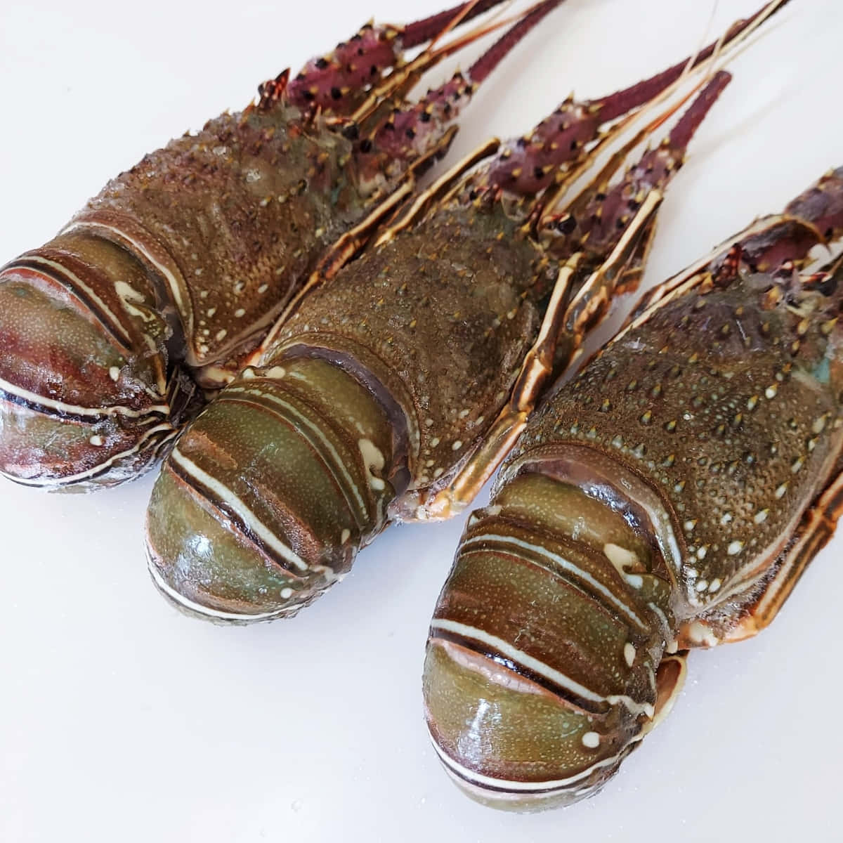 Spiny Lobster, mottled brown green and white shells, clean white surface, SD Desktop Wallpaper