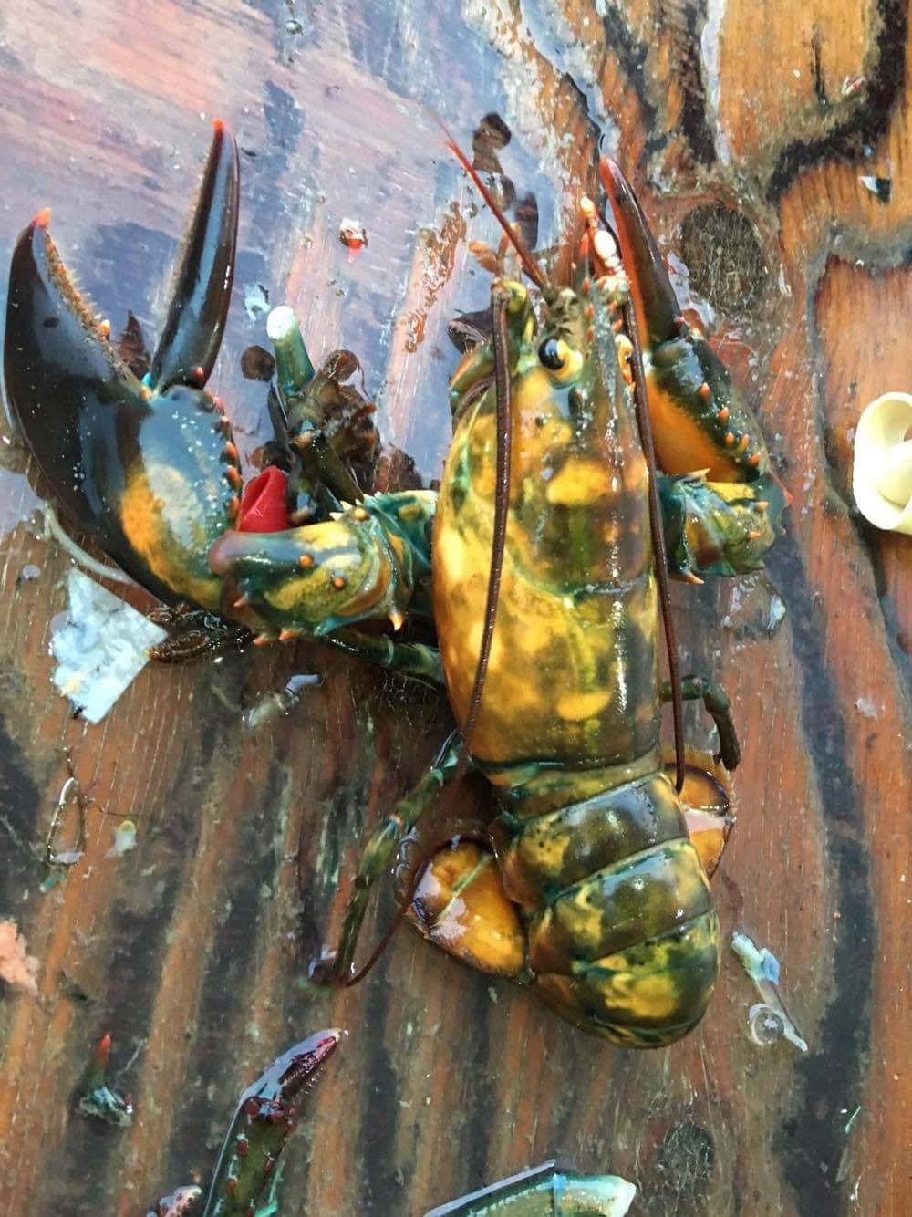Colorful Lobsteron, wet wooden surface, vibrant green and orange, HD Phone Wallpaper