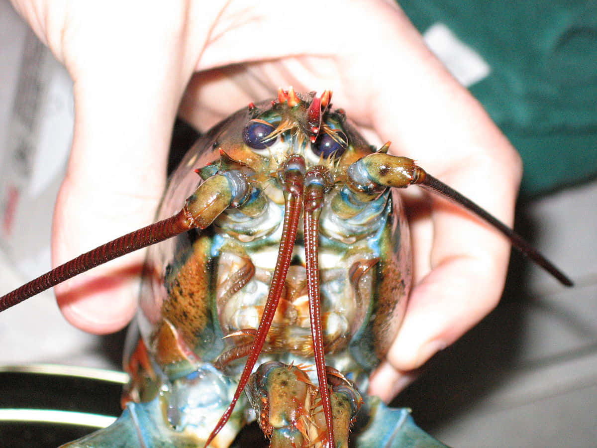 vibrant blue, green lobster, person's hand, SD Desktop Wallpaper