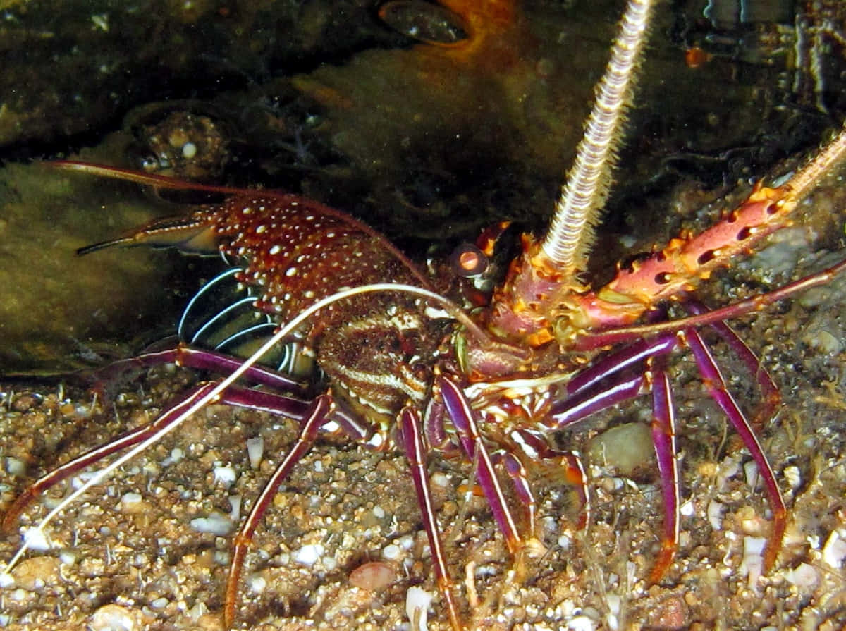spiny lobster, purple and orange hues, sandy seabed, SD Desktop Wallpaper