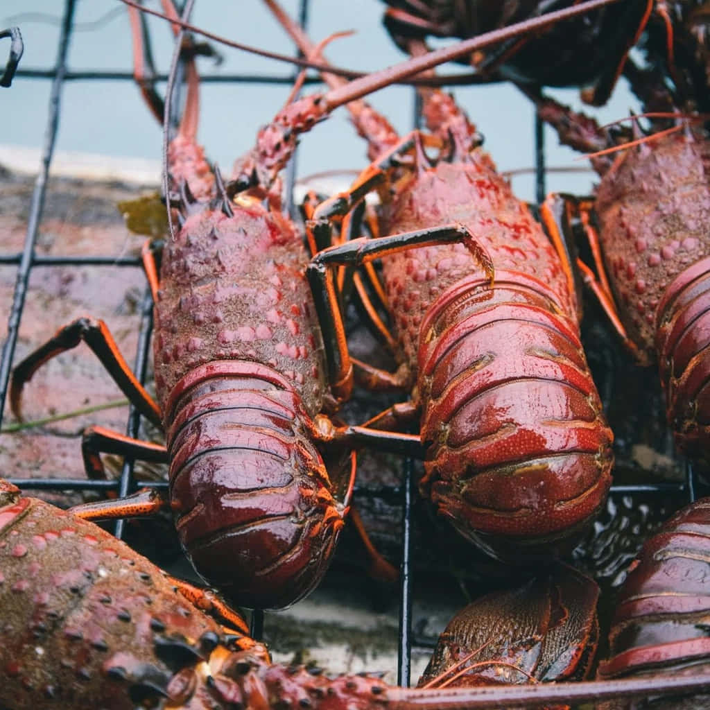 Spiny Lobster, vibrant red shells, black wire basket, SD Desktop Wallpaper