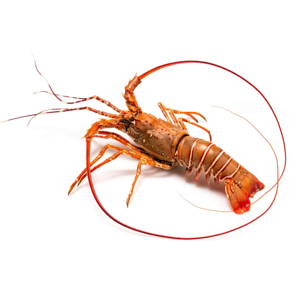 Spiny Lobster, vibrant red, long antennae, SD Desktop Wallpaper