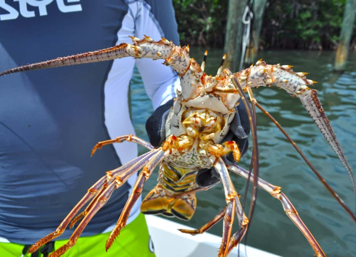 spiny lobster, fisherman, boat, SD Desktop Wallpaper