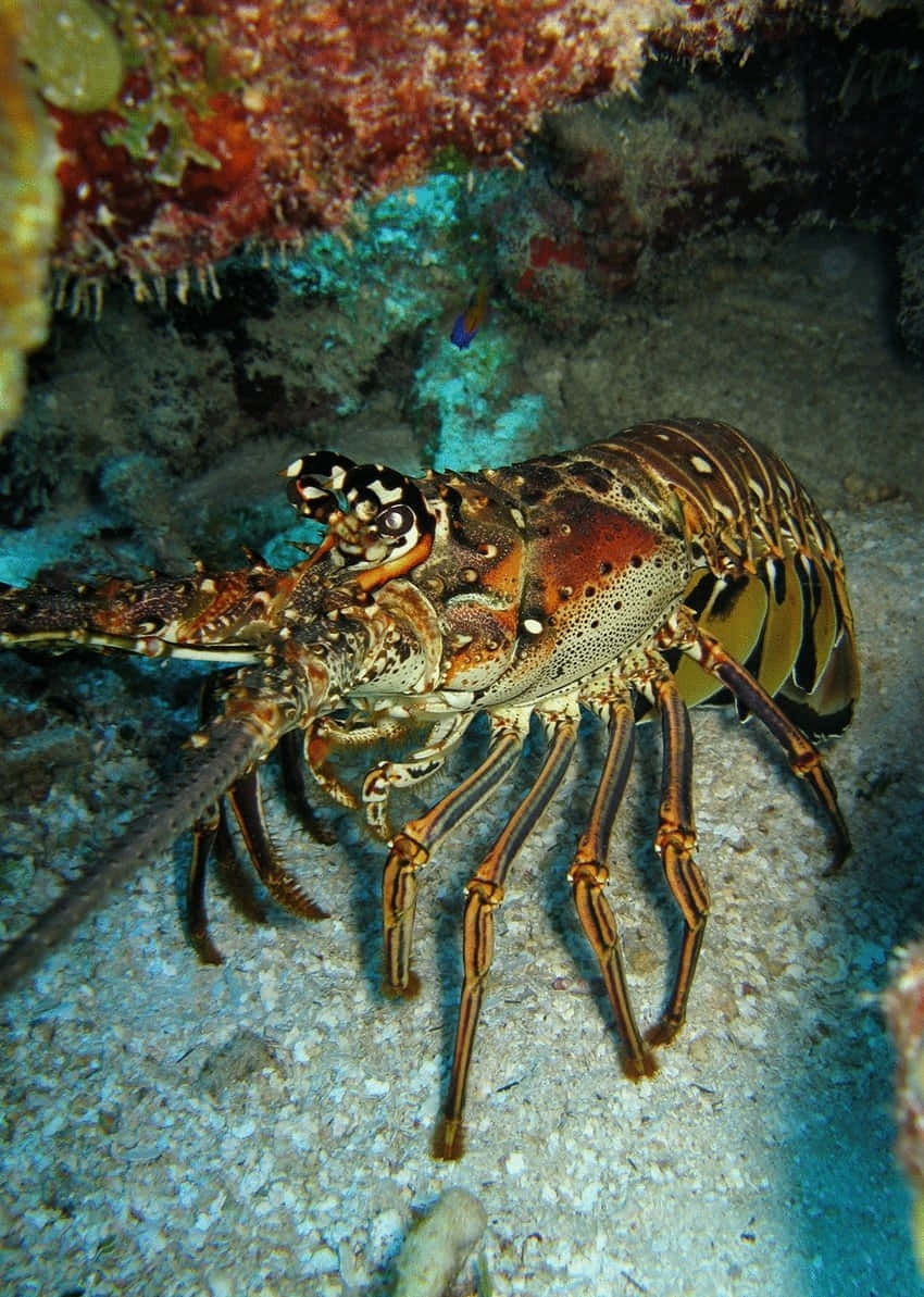 spiny lobster, orange and brown mottled shell, sandy ocean floor, SD Phone Wallpaper
