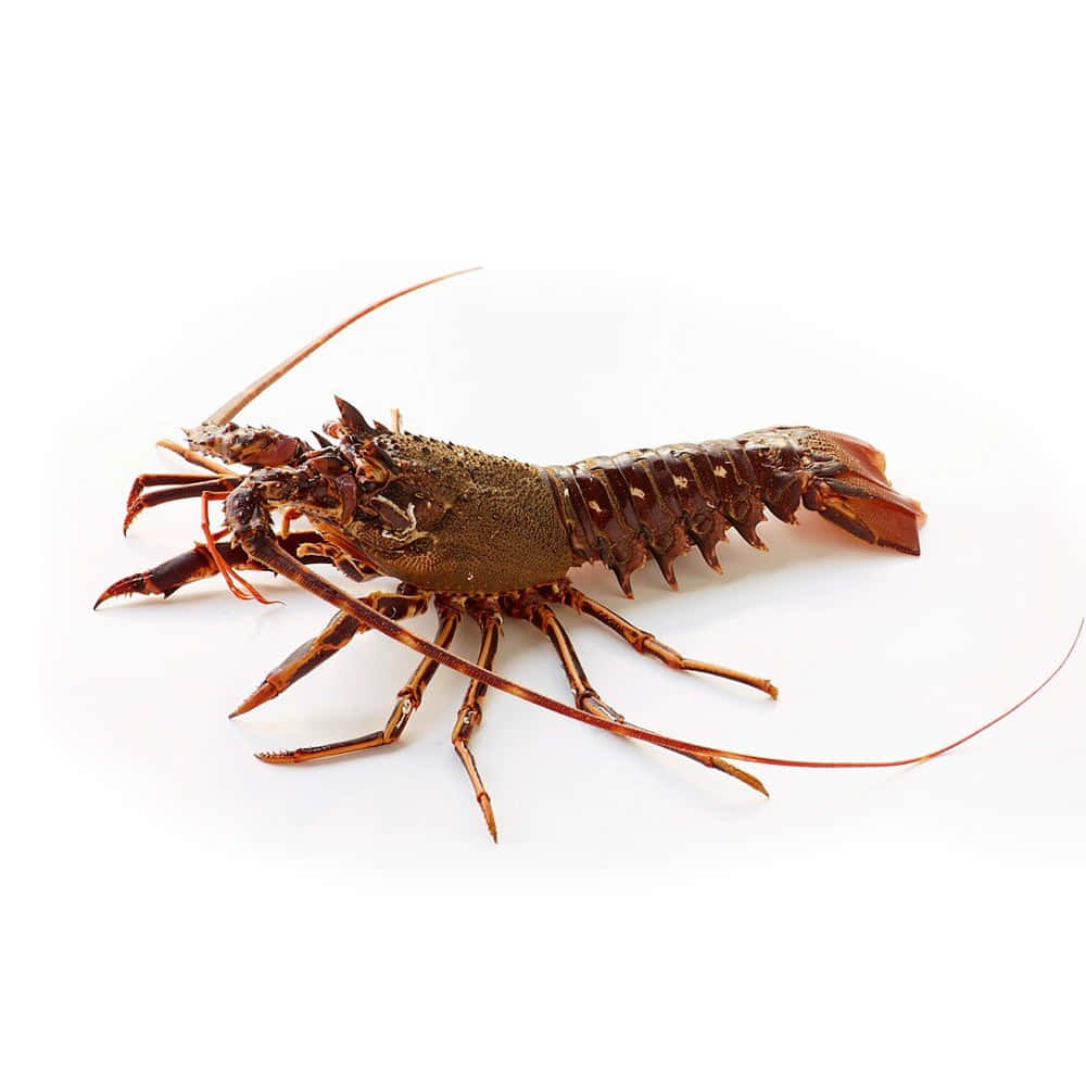 Spiny Lobster, brown shell, long antennae, SD Desktop Wallpaper