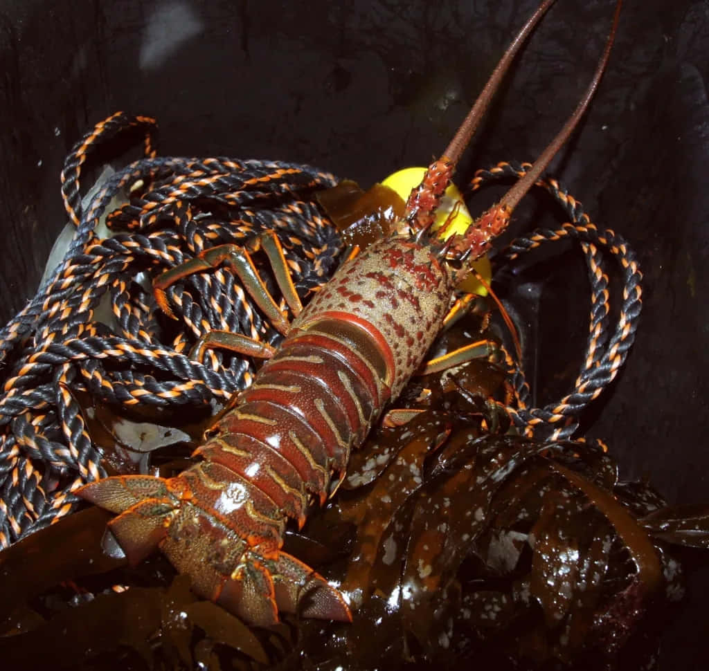 spiny lobster, red and brown, seaweed, SD Desktop Wallpaper