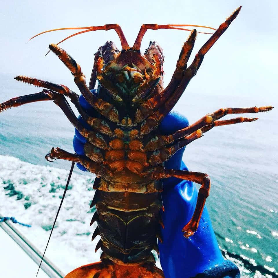 spiny lobster, blue boat railing, ocean waves, SD Desktop Wallpaper