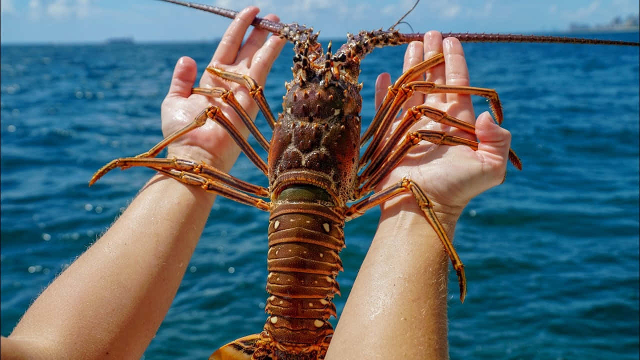 spiny lobster, deep blue ocean, sky, HD Desktop Wallpaper