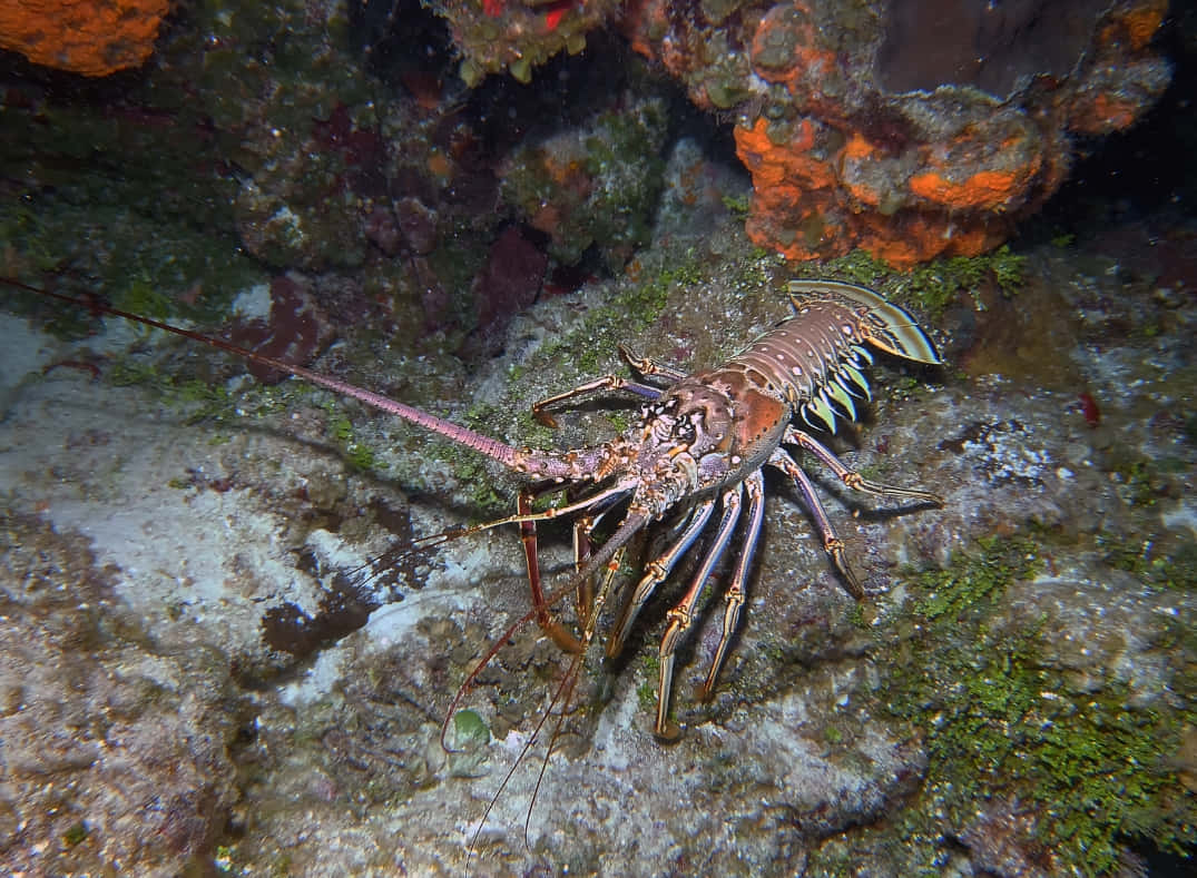 spiny lobster, iridescent blue, purple claws, SD Desktop Wallpaper