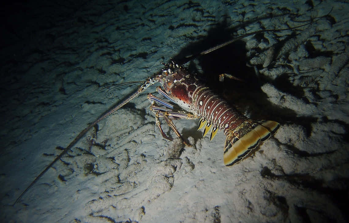 spiny lobster, red and white spotted shell, sandy ocean floor, SD Desktop Wallpaper