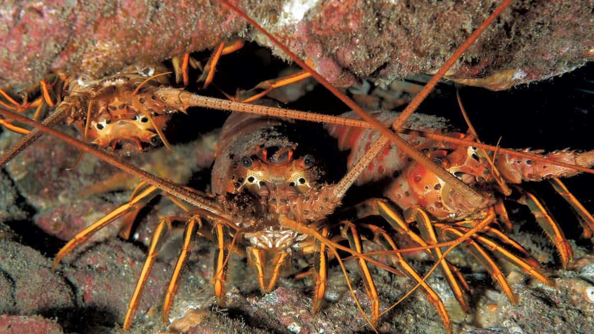 spiny lobster, orange and brown hues, rocky overhang, SD Desktop Wallpaper