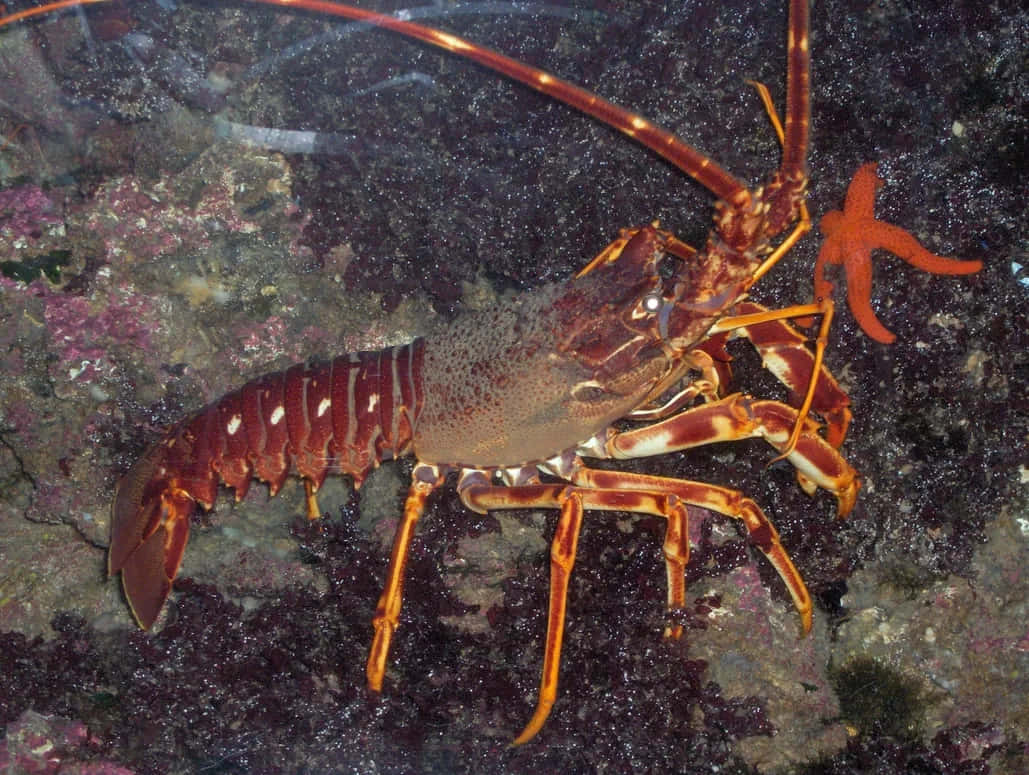 spiny lobster, rocky seabed, purple algae, SD Desktop Wallpaper