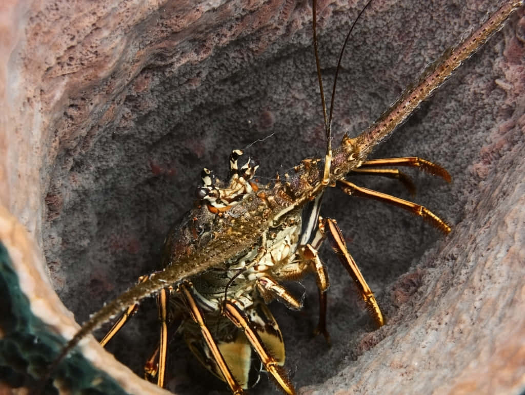 spiny lobster, mottled brown and white shell, rough textured rock crevice, SD Desktop Wallpaper