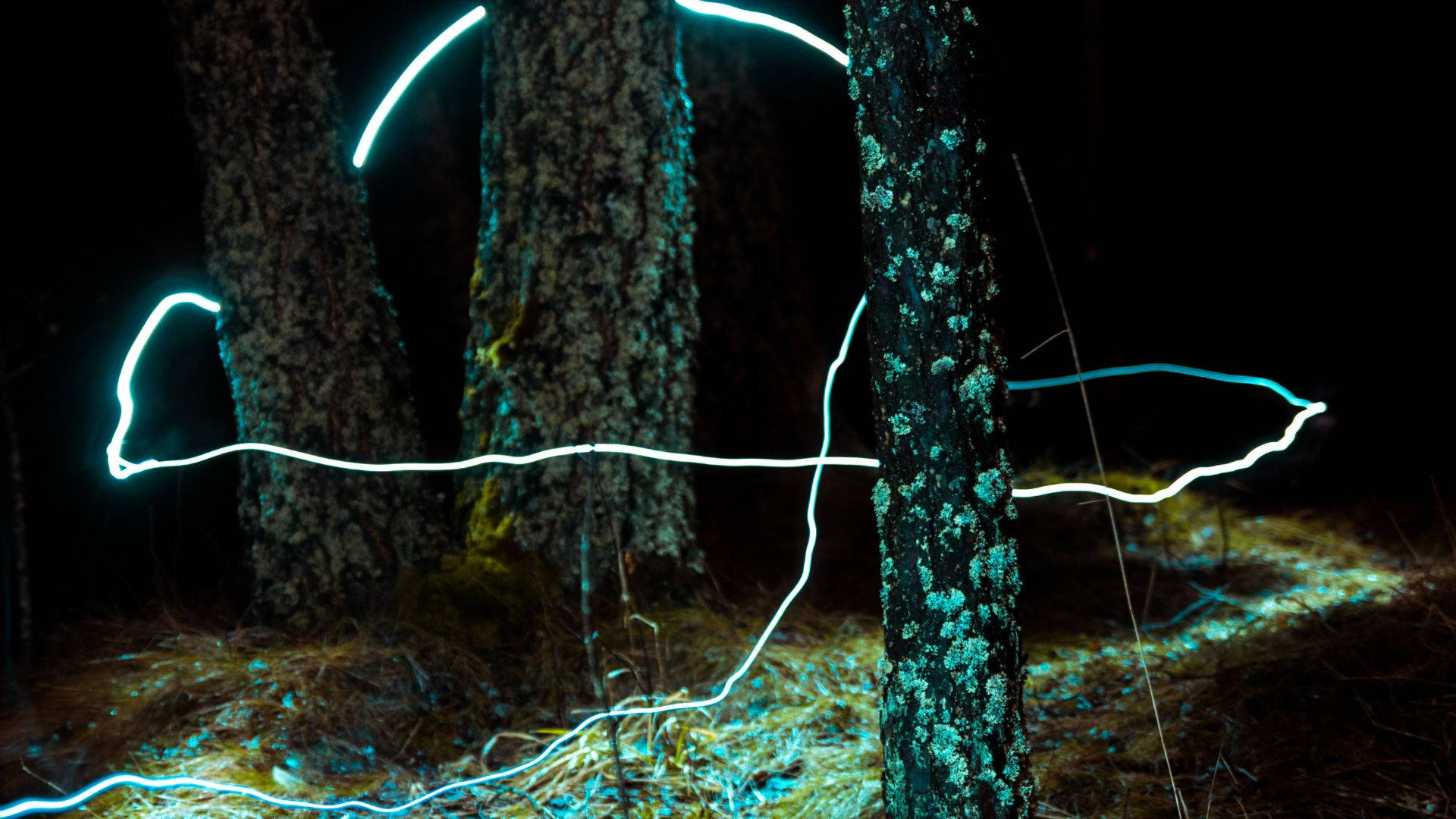 Spirit Of The Forest, mossy tree trunks, dark forest at night, Full HD Desktop Wallpaper