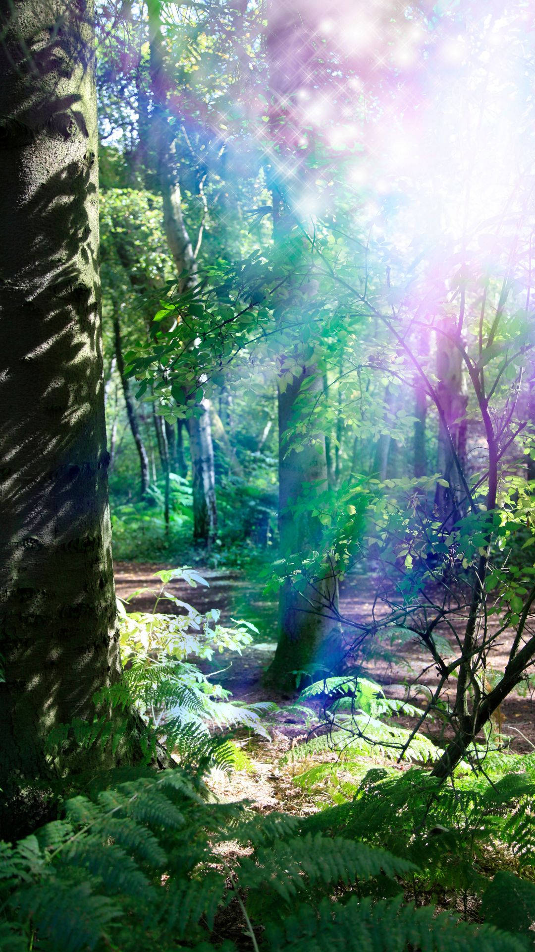 Forest Spirit Light, sunlight, lush green forest canopy, Full HD Phone Wallpaper
