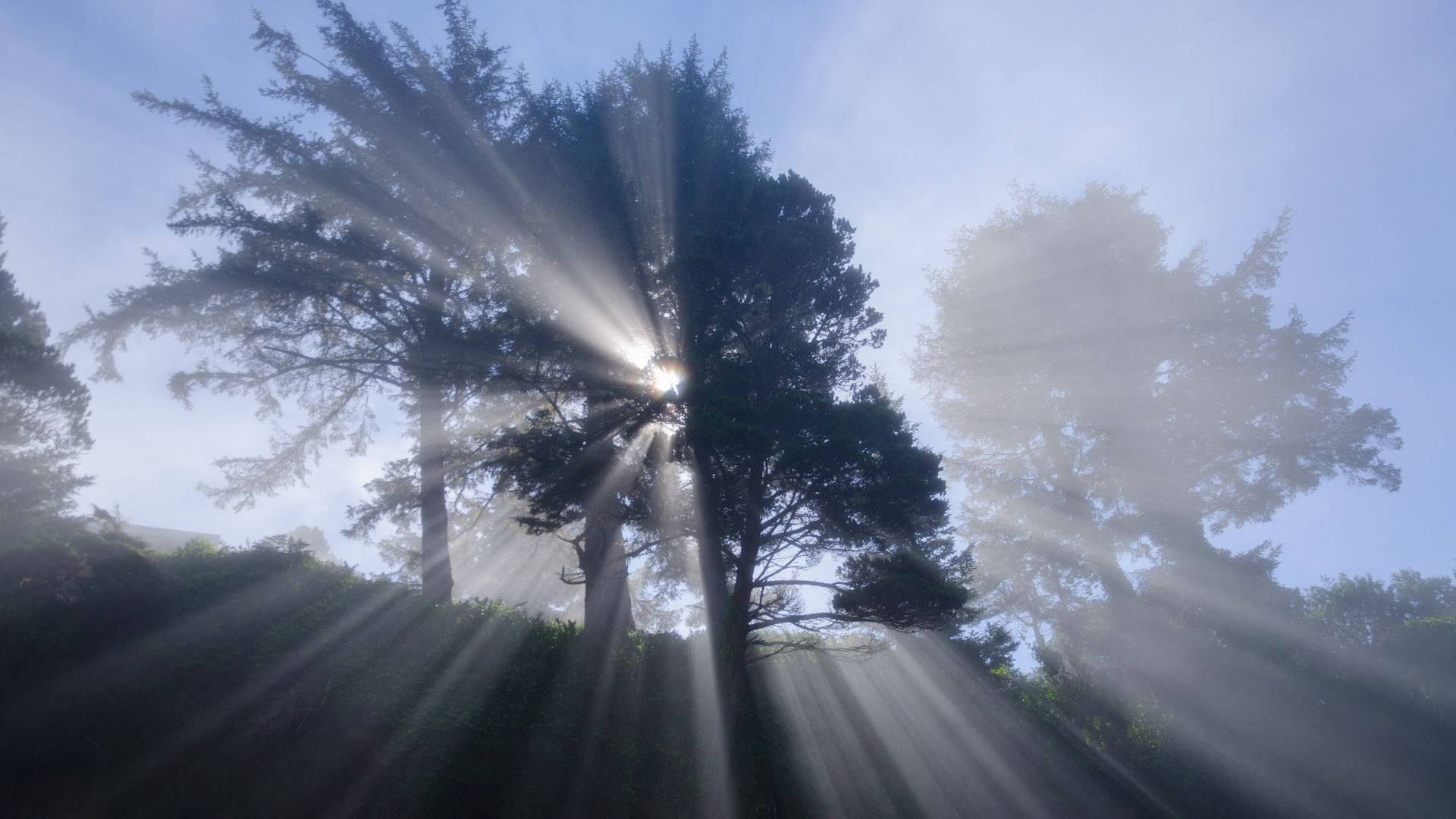 Forest Spirit, sunlight beams, misty trees, Full HD Desktop Wallpaper