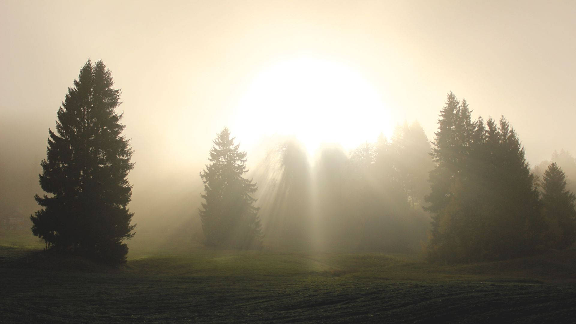 foggy forest spirit, morning fog, tall pine trees, Full HD Desktop Wallpaper
