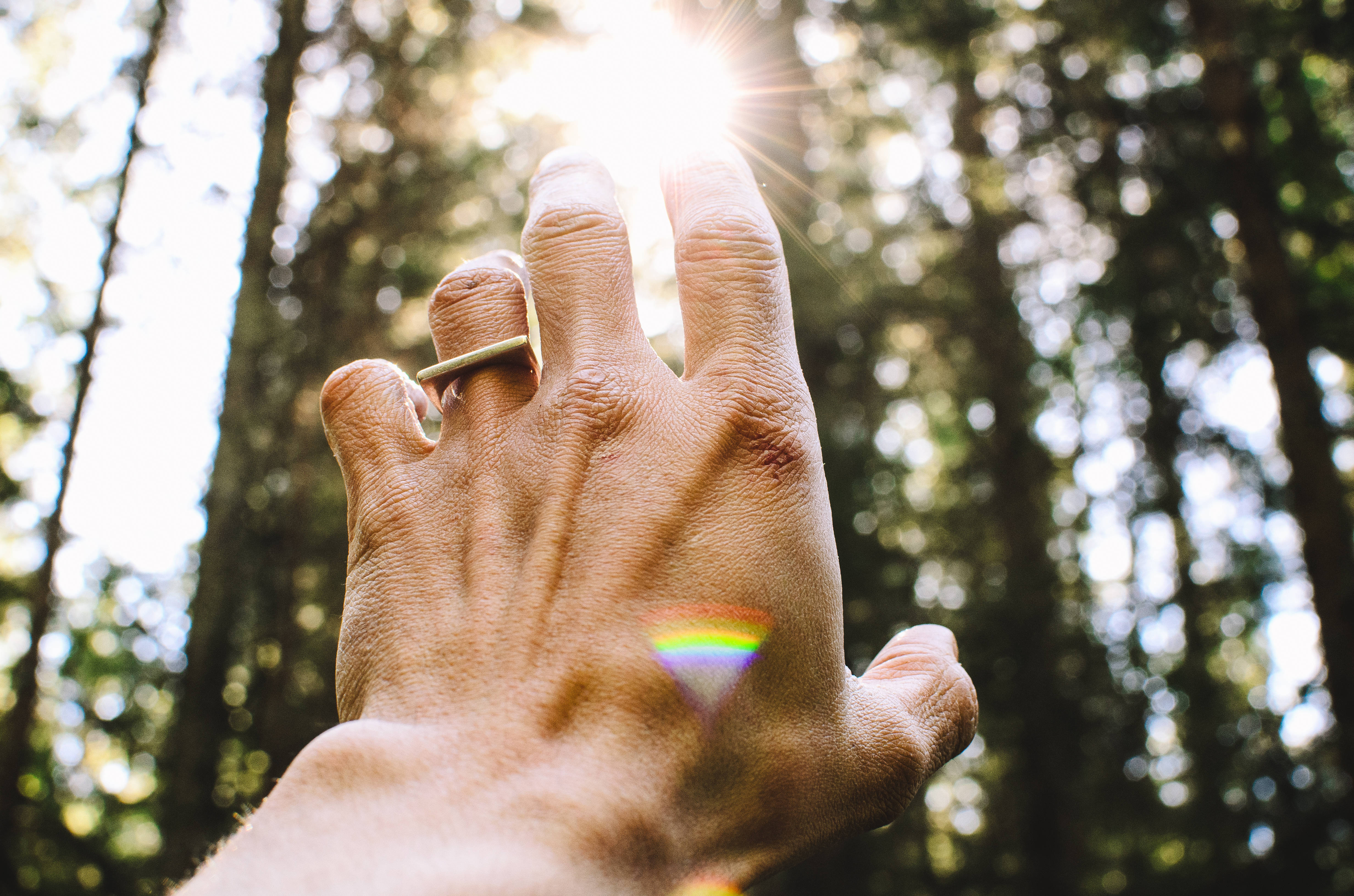 Spiritual, sun, forest canopy, 4K Desktop Wallpaper
