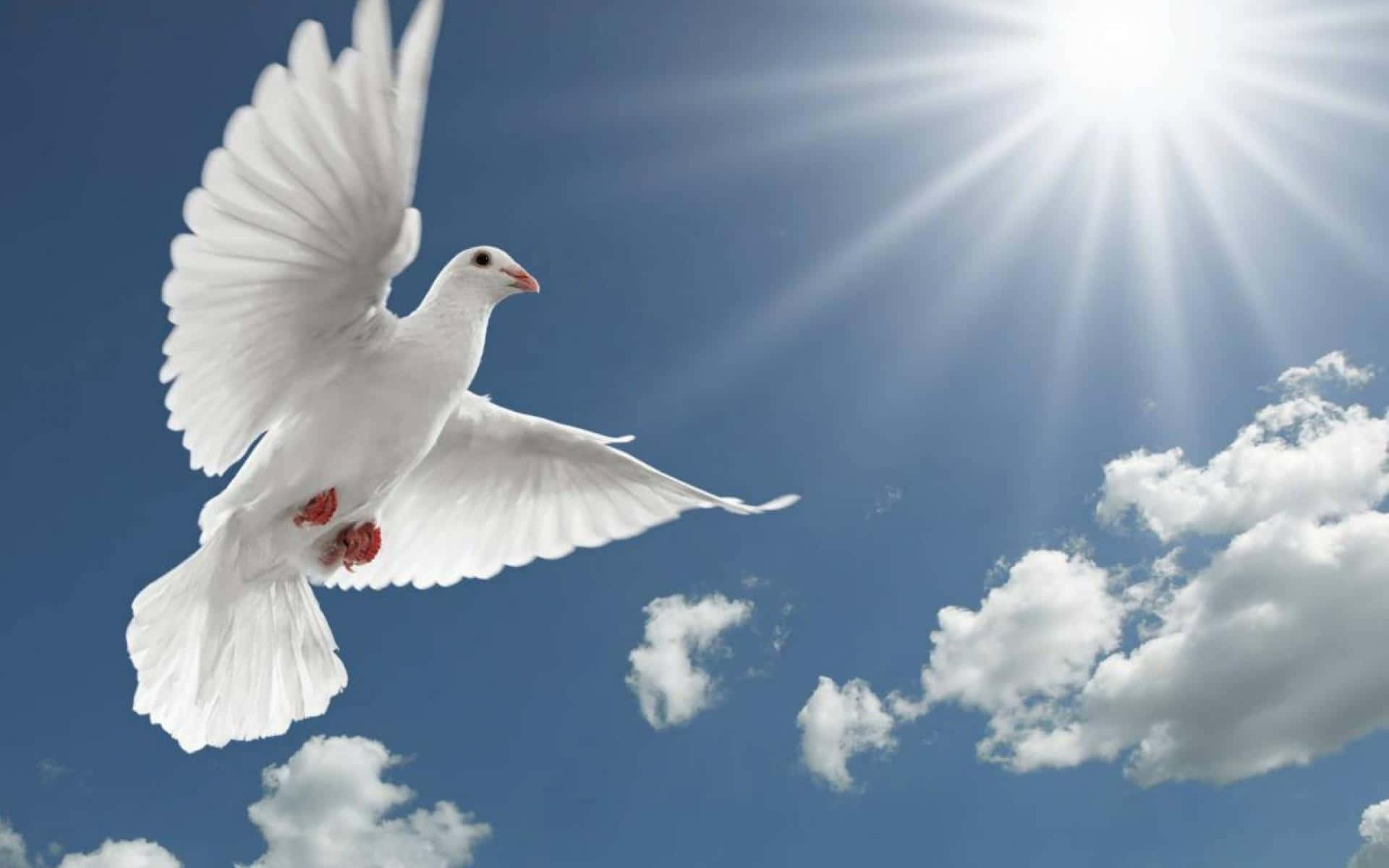 spiritual desktop, white dove, bright blue sky, Full HD Desktop Wallpaper