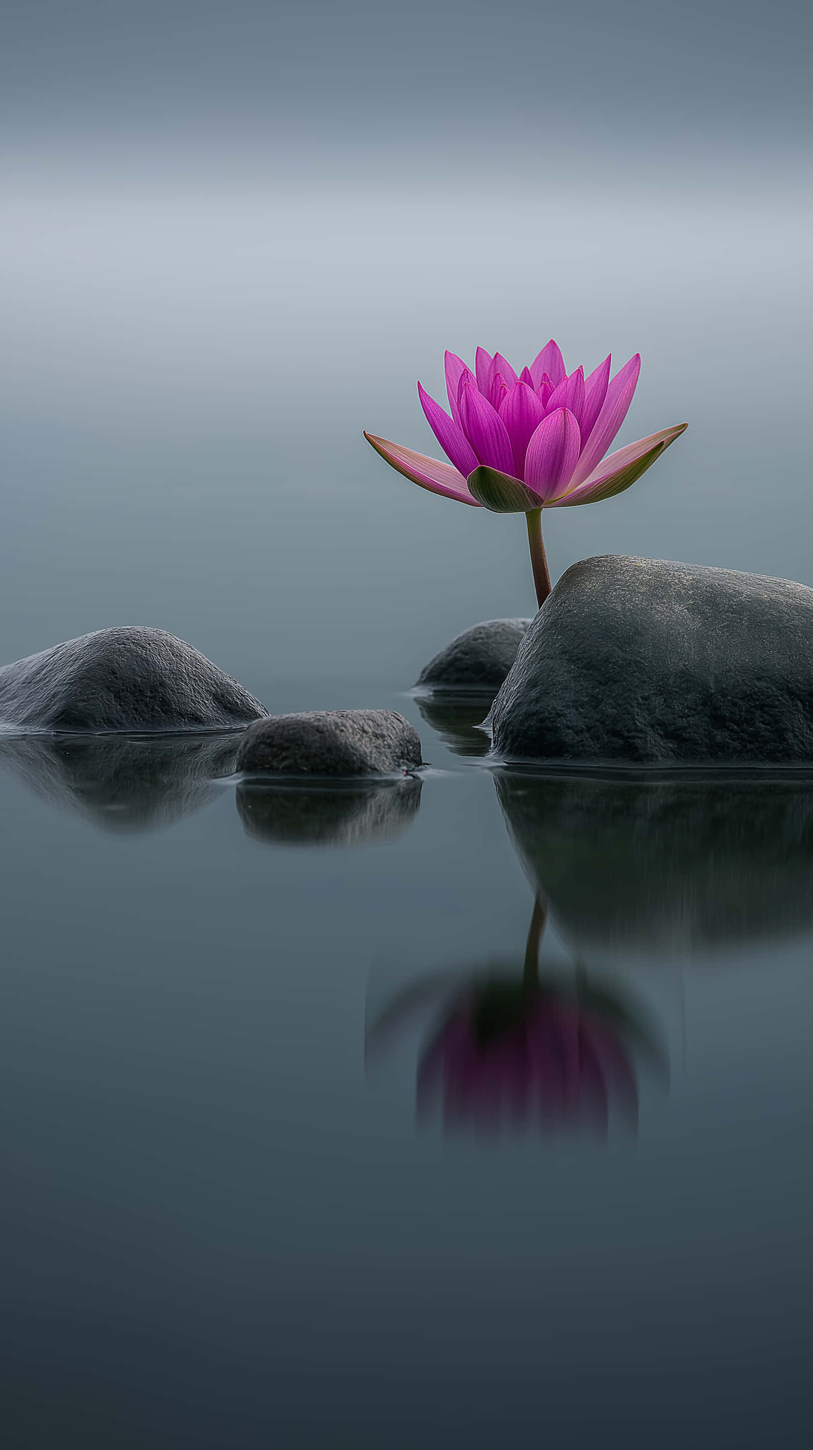 pink lotus flower, calm water, dark stone, 2K Phone Wallpaper
