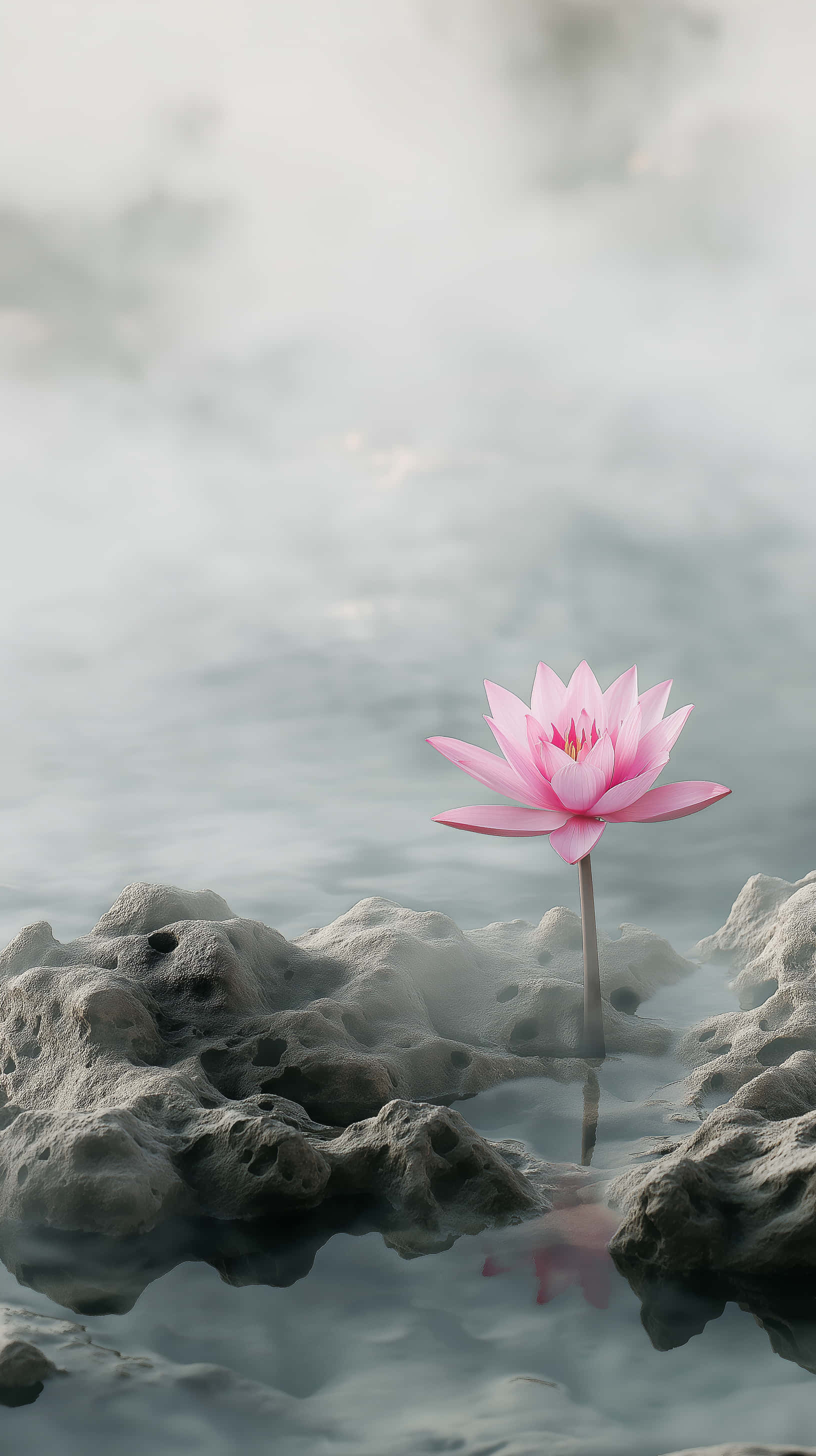 pink lotus flower, misty water, textured gray rocks, 2K Phone Wallpaper