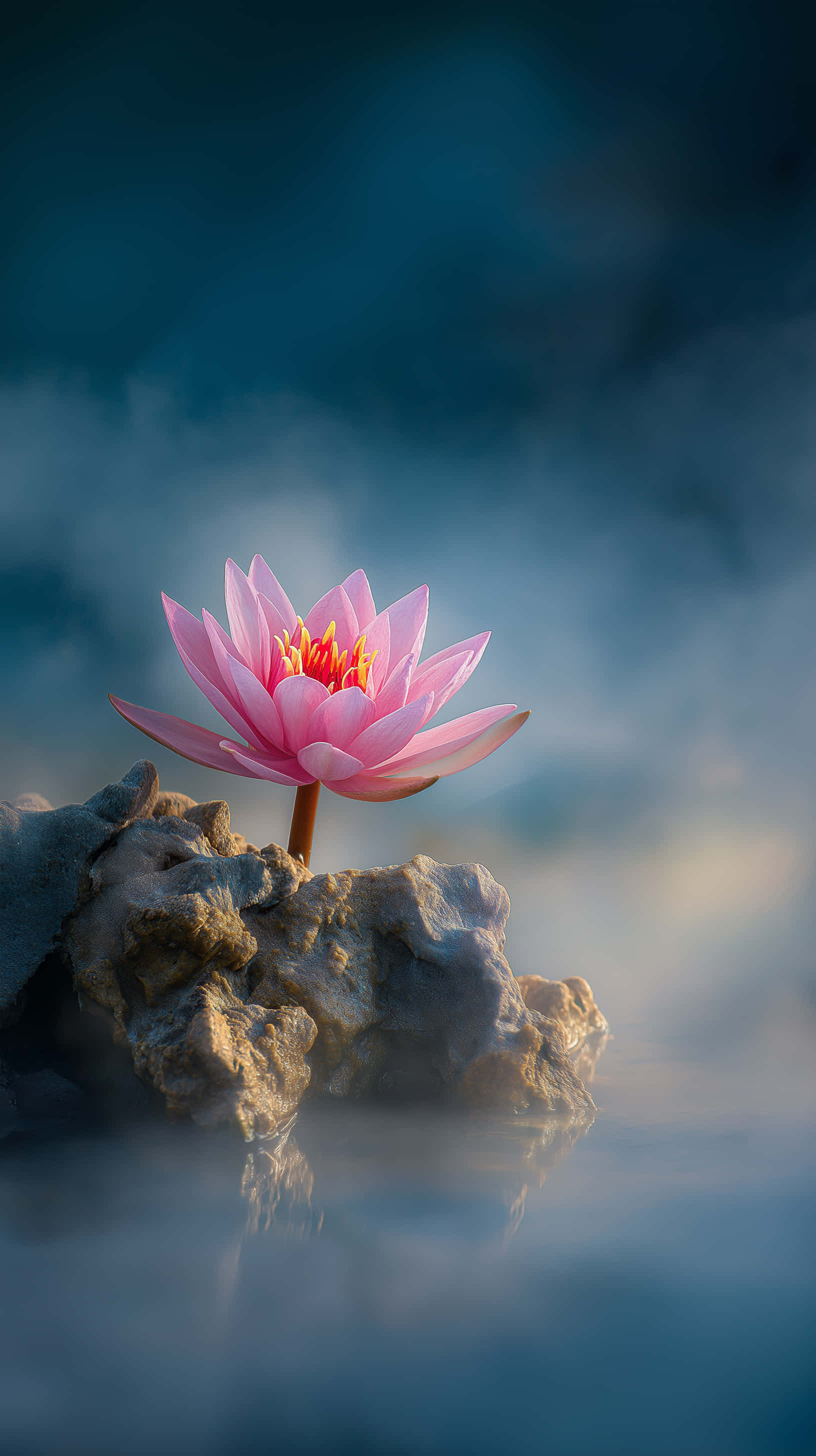 pink lotus flower, mossy rock, misty blue water, 2K Phone Wallpaper