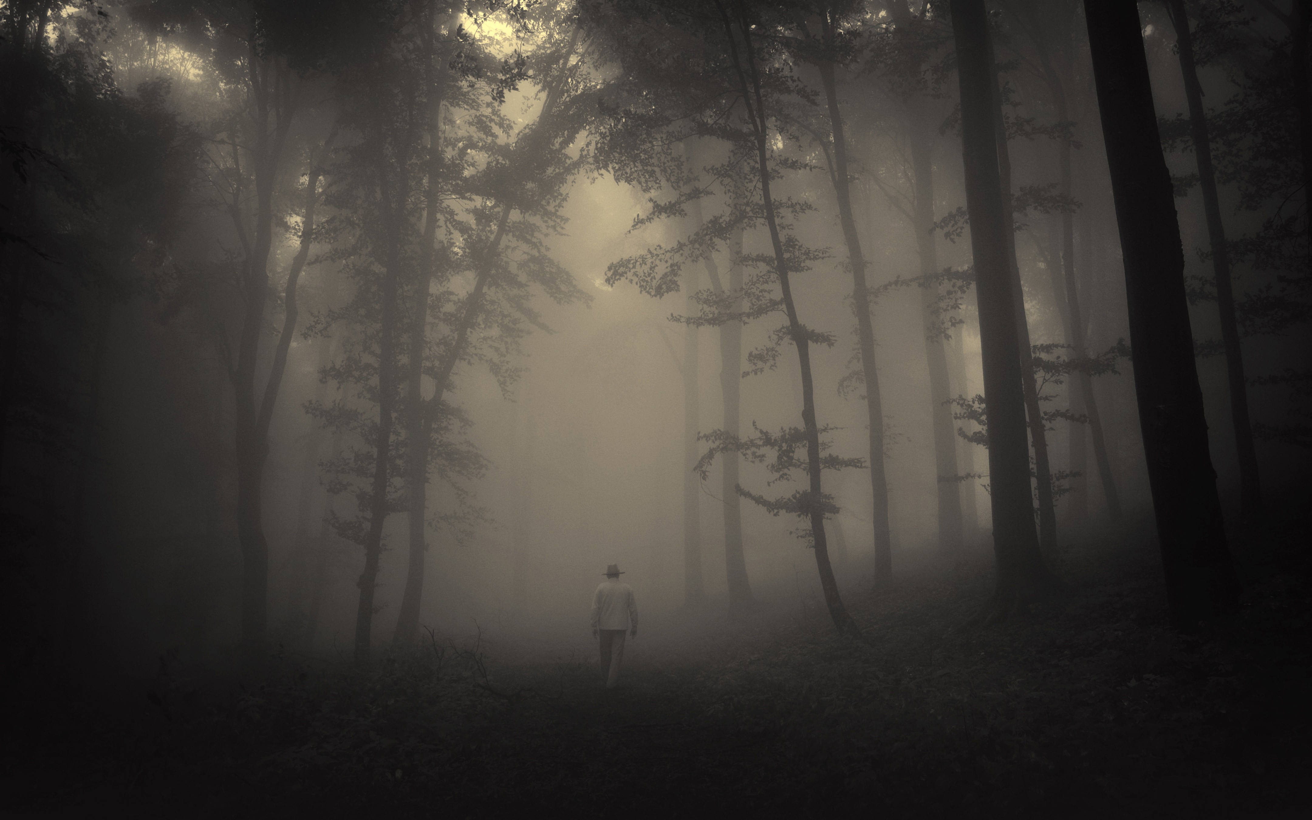 spooky aesthetic, misty forest, towering trees, 4K Desktop Wallpaper