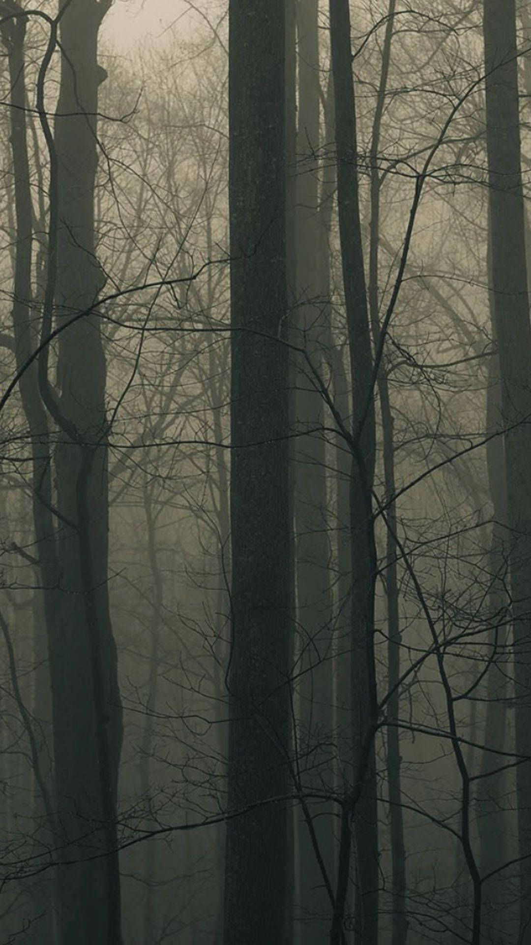 spooky aesthetic, bare trees, dense misty forest, Full HD Phone Wallpaper