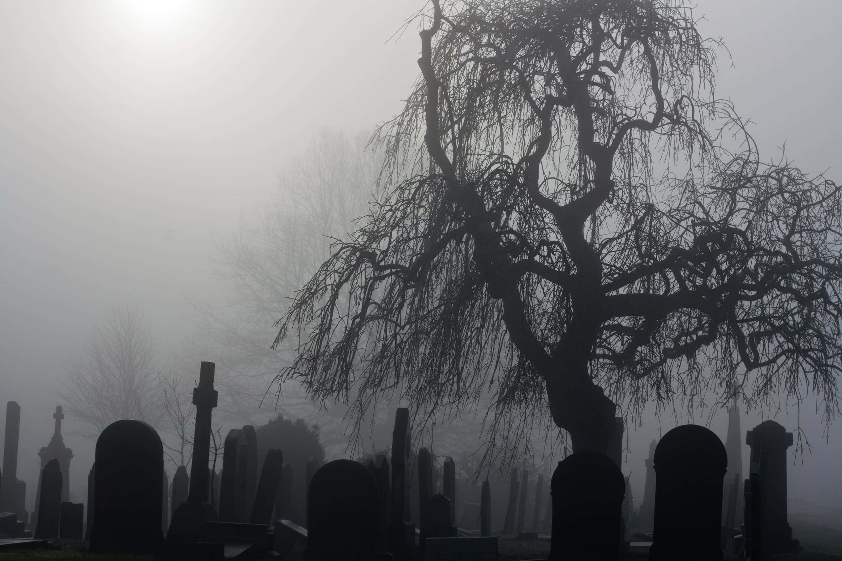 Halloween Graveyard, haunted graveyard, skeletal tree, 2K Desktop Wallpaper