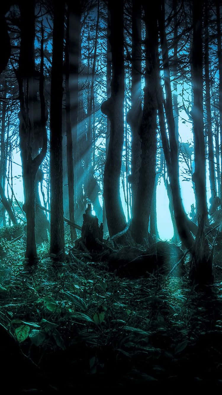 spooky iPhone, mysterious forest, night, HD Phone Wallpaper