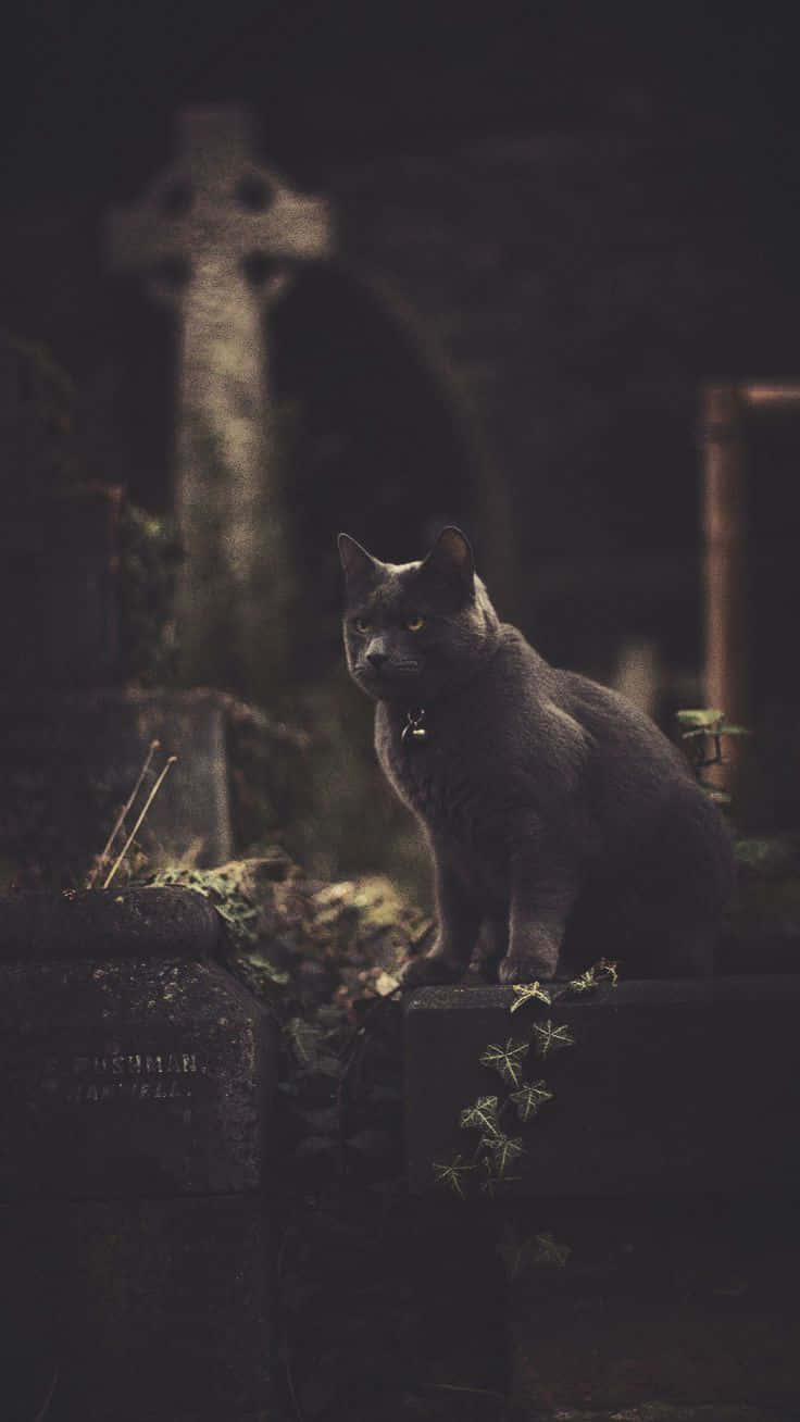 Spooky iPhone, gray cat, glowing eyes, HD Phone Wallpaper
