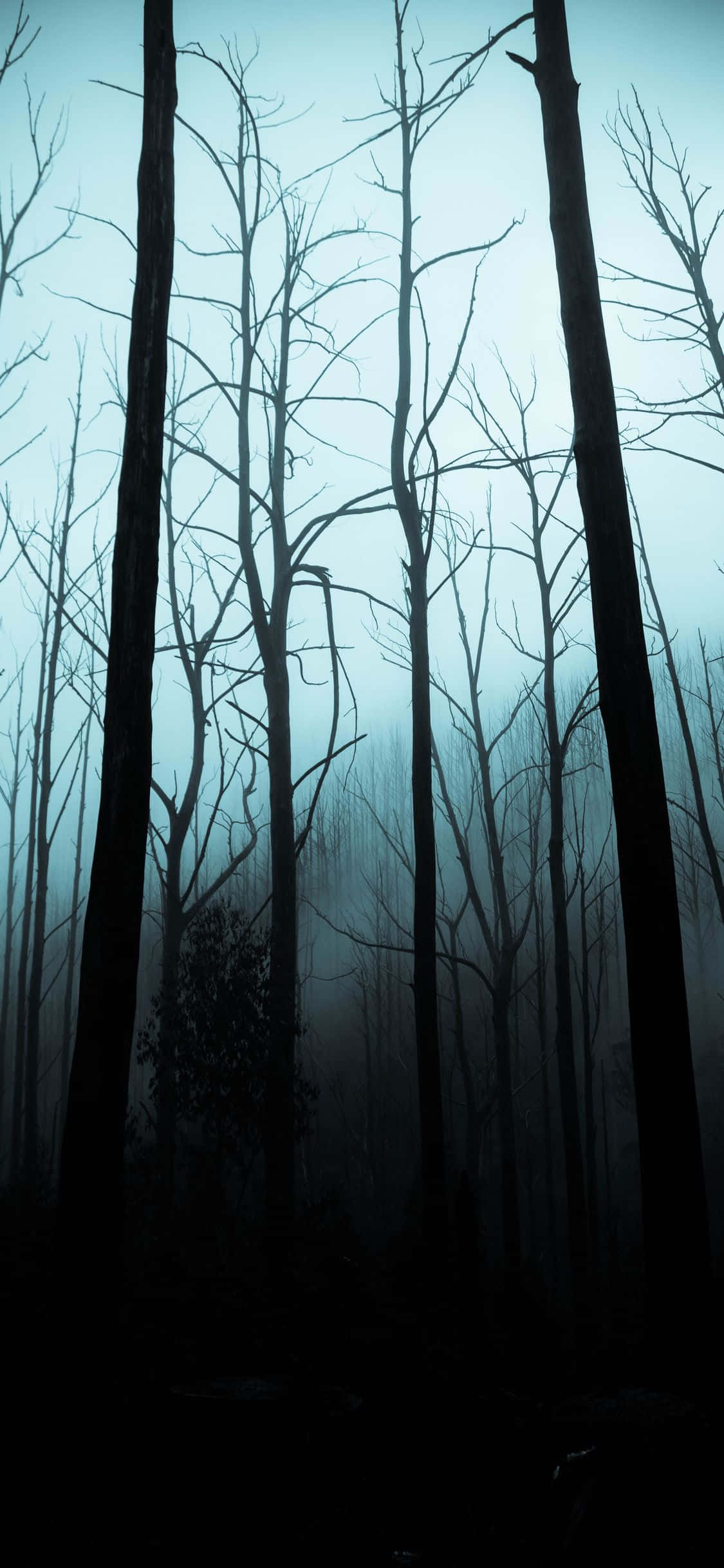 spooky iPhone, silhouetted bare trees, thick mist, Full HD Phone Wallpaper