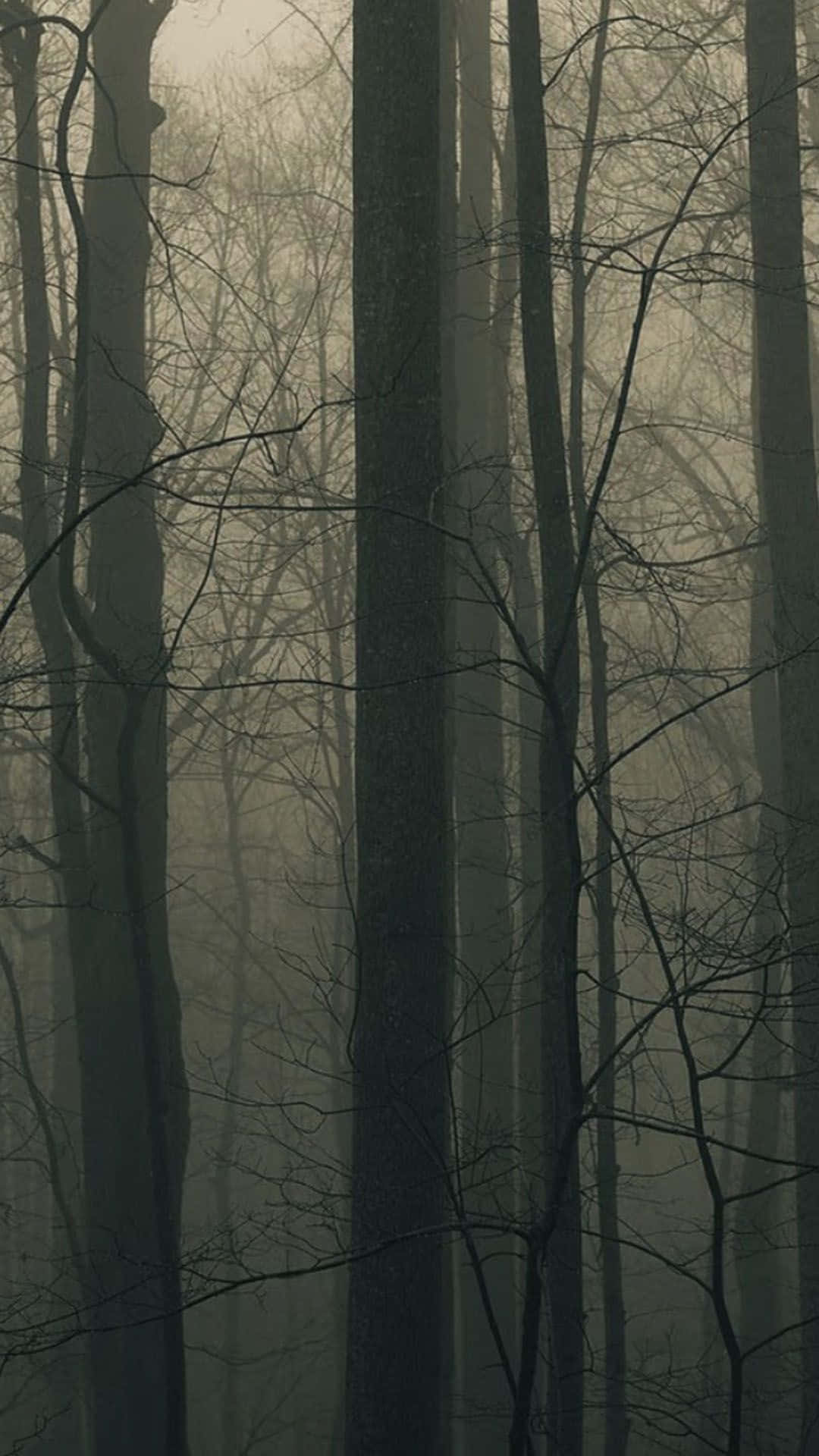 Spooky iPhone, bare trees, dense misty forest, Full HD Phone Wallpaper