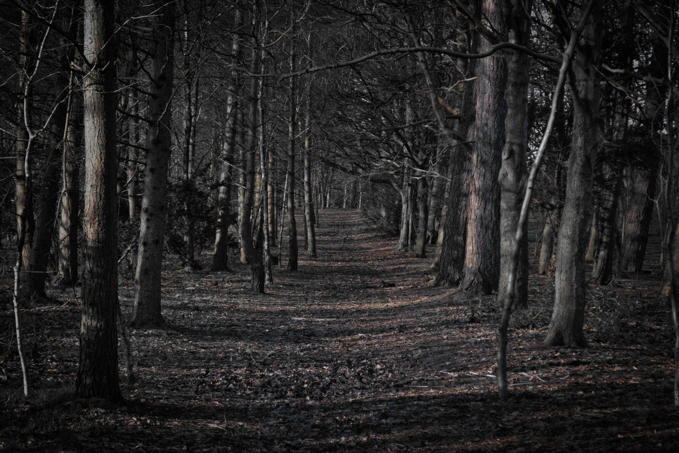 Spooky, haunted forest, narrow path, Full HD Desktop Wallpaper