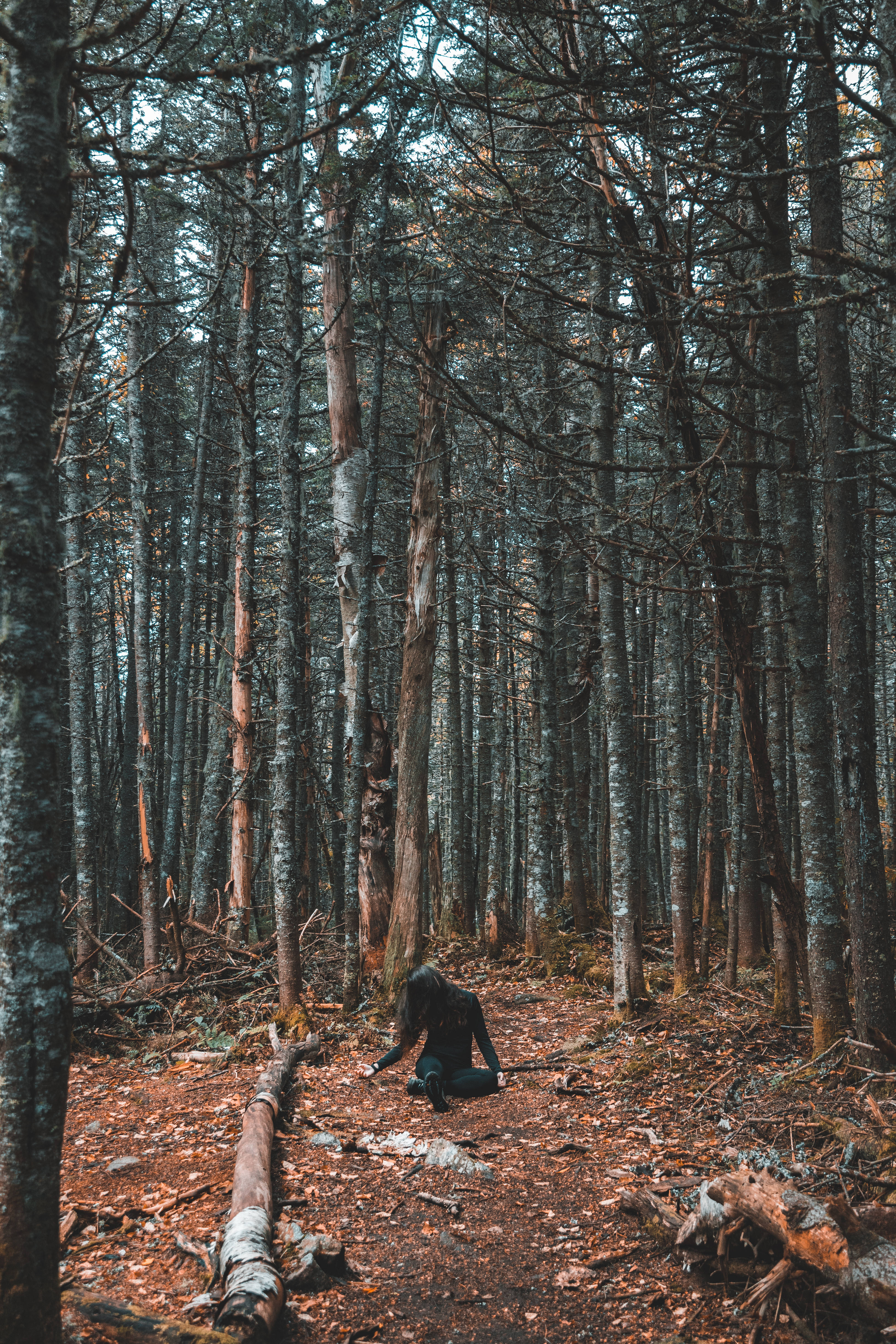 hauntingly chilling night, lone figure, dense forest, 5K Phone Wallpaper