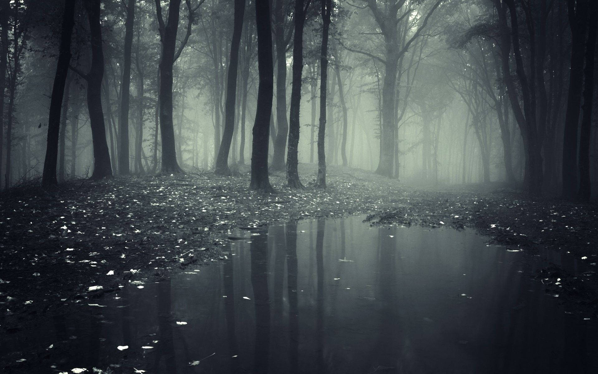 foggy forest, misty forest, tall trees, Full HD Desktop Wallpaper