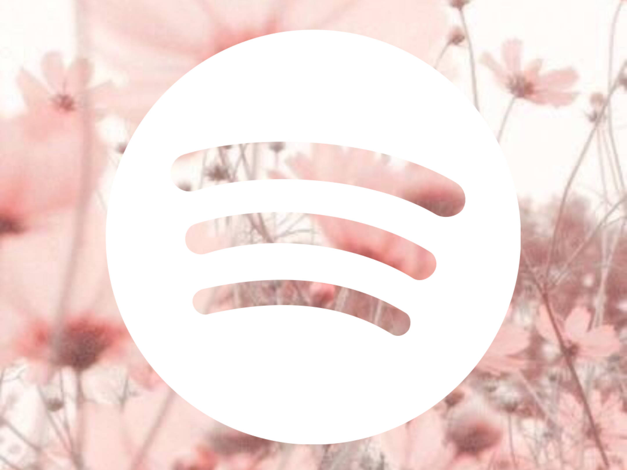 Spotify, pink cosmos flowers, soft pink, Full HD Desktop Wallpaper
