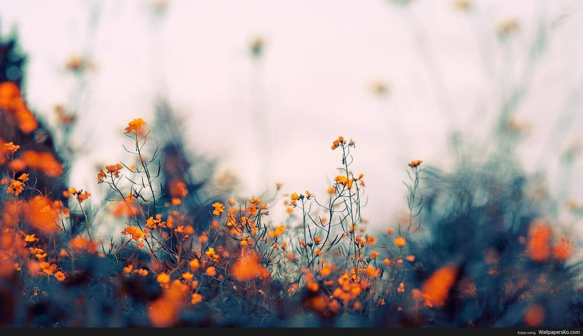 orange wildflowers, hazy blue and white background, vibrant, Full HD Desktop Wallpaper