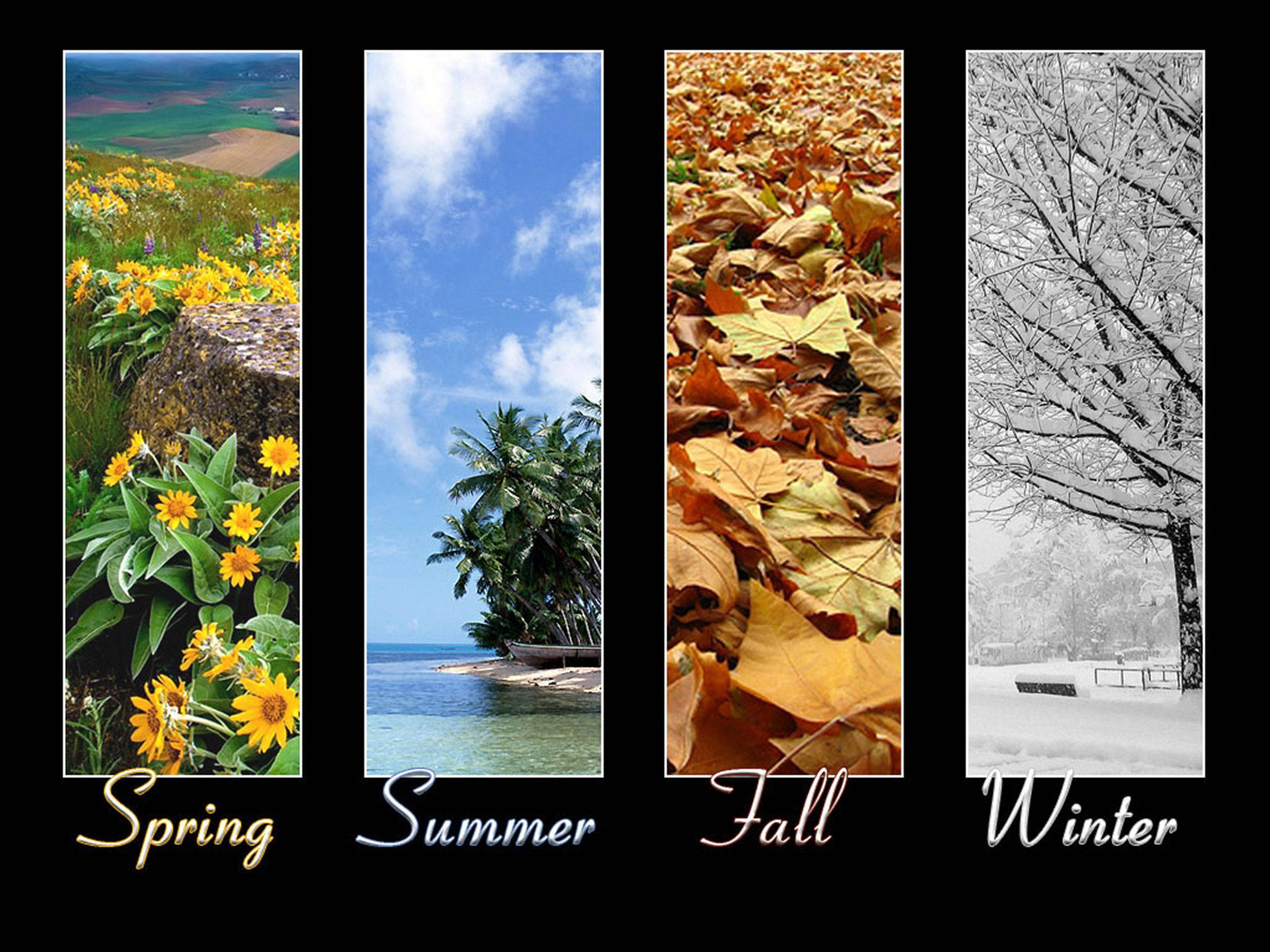 spring flowers, summer beach, fall leaves, 2K Desktop Wallpaper