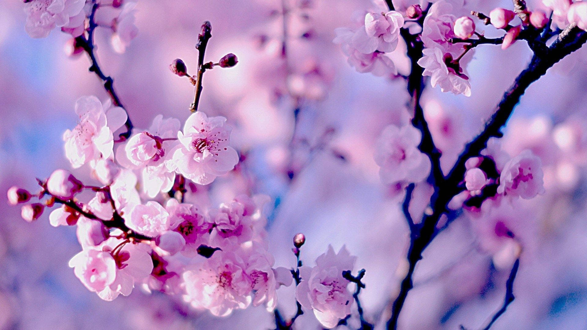 delicate spring aesthetic, pink cherry blossoms, dark branches, Full HD Desktop Wallpaper