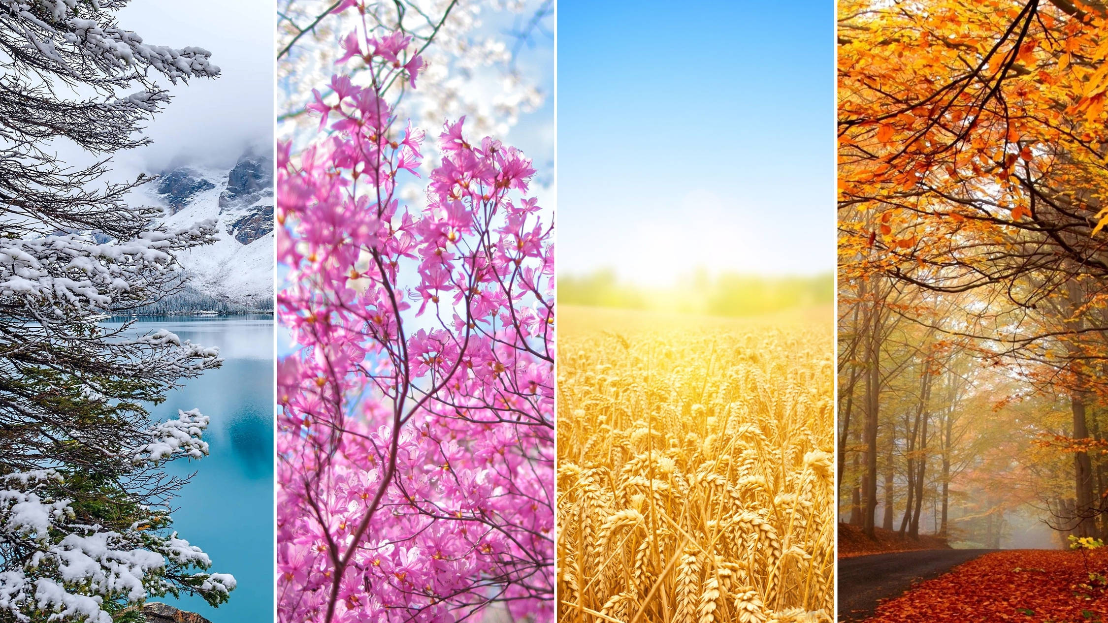 snowy mountains, spring blossoms, golden wheat, Full HD Desktop Wallpaper