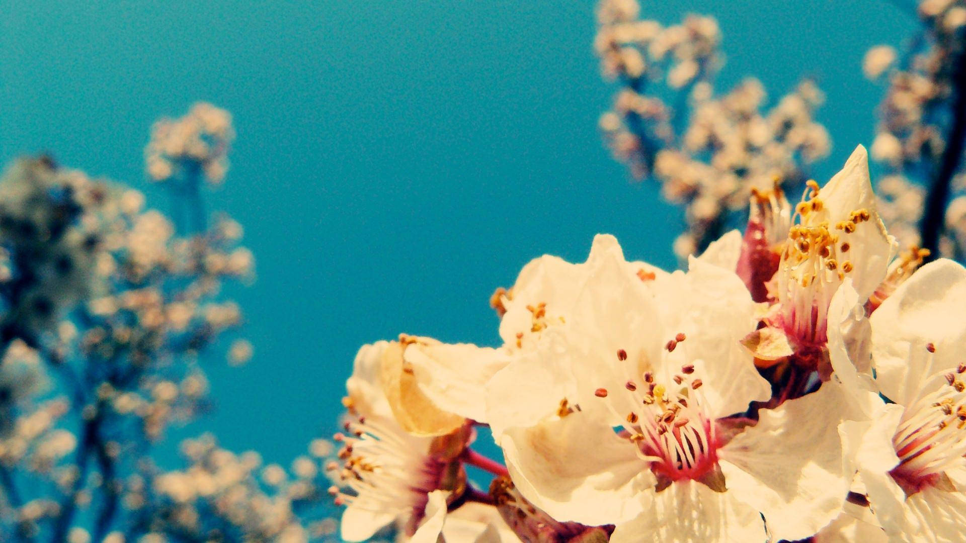 yellow stamens, delicate white blossoms, vivid blue sky, Full HD Desktop Wallpaper