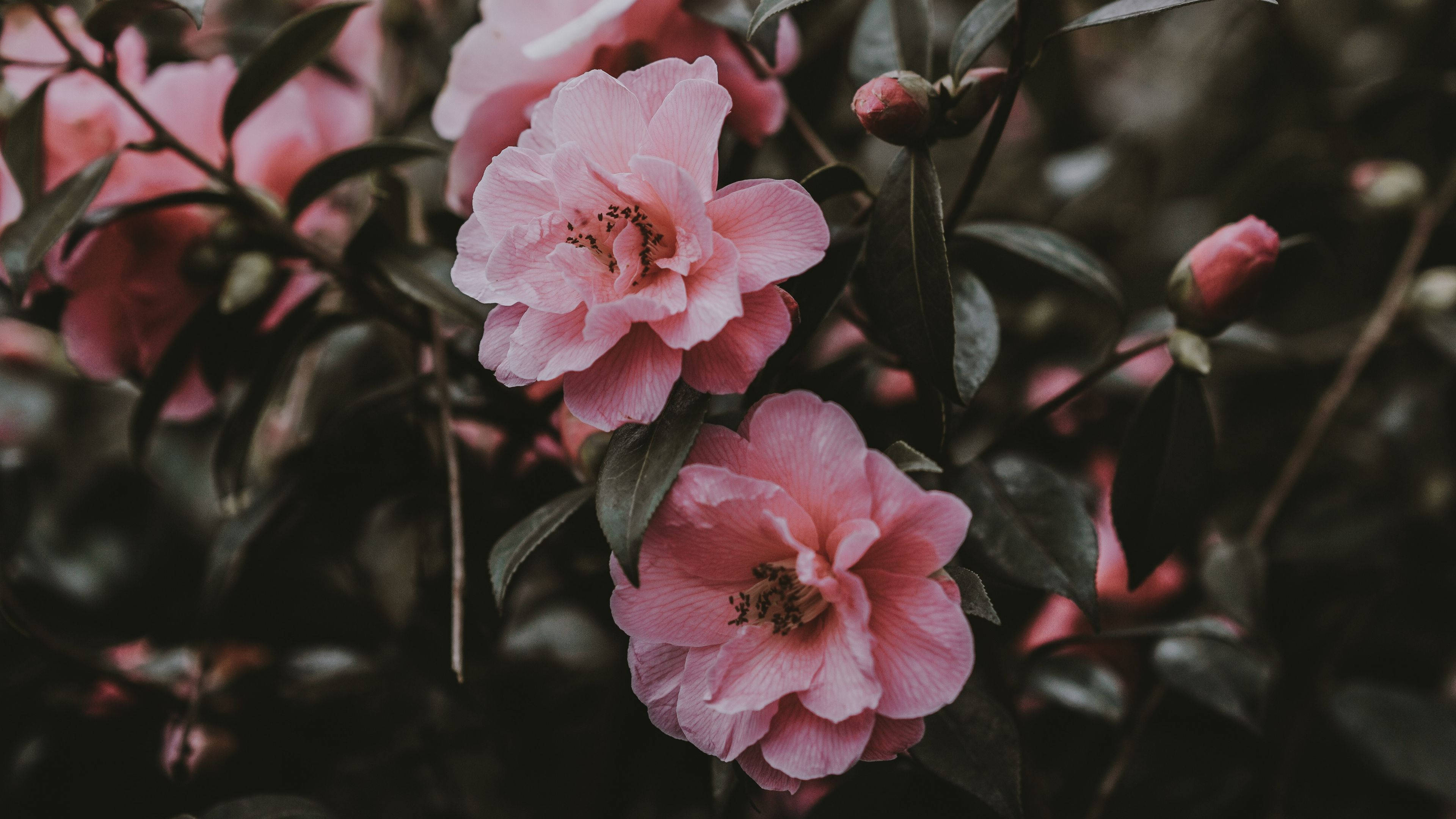 wild rose bush, soft pink camellia blossoms, dark green leaves, 4K Desktop Wallpaper
