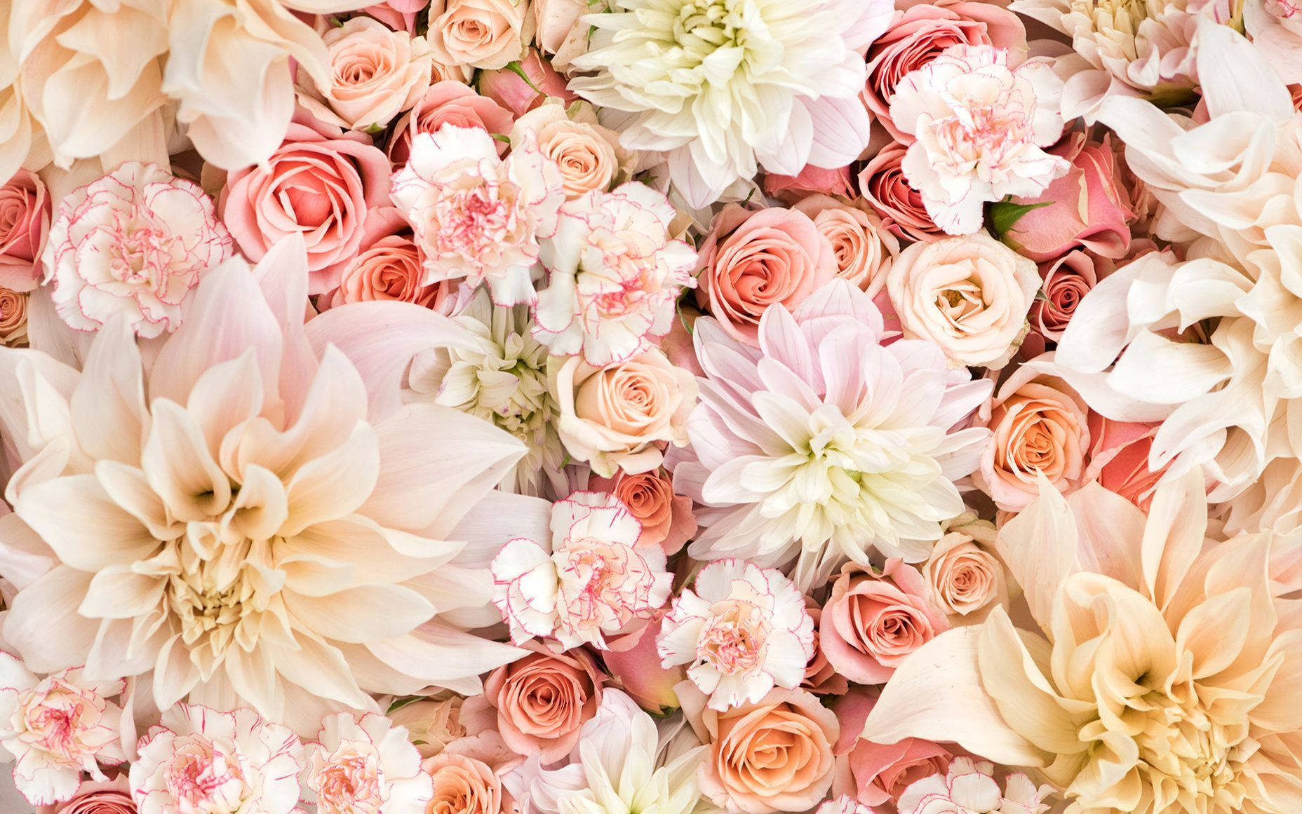 pastel flowers, soft pink peach, cream, HD Desktop Wallpaper