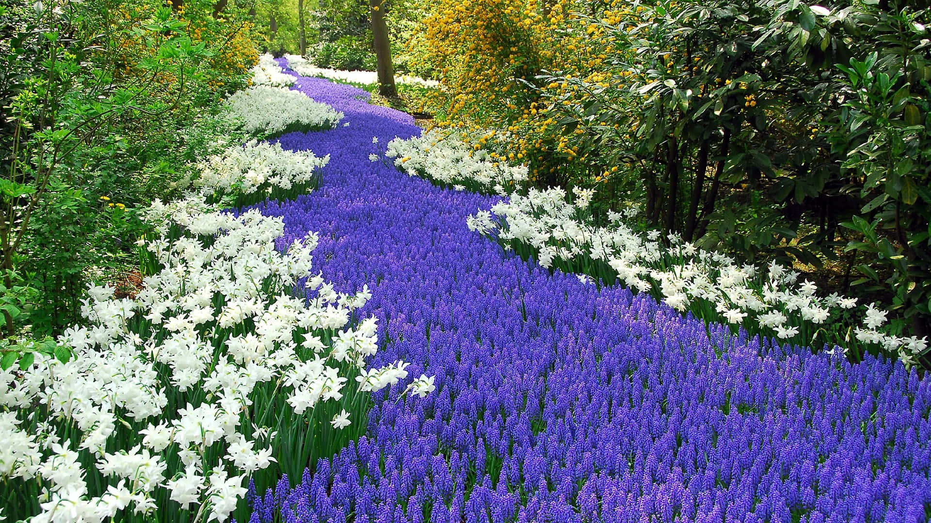 purple and white flowers, lush green garden, trees, Full HD Desktop Wallpaper
