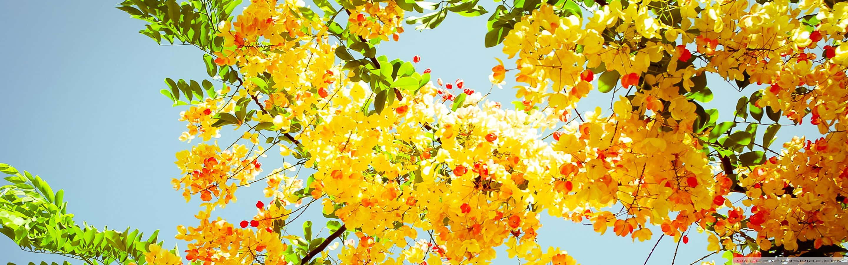 Dual-Screen Spring Bloom, vibrant yellow blossoms, green leaves, 2K Desktop Wallpaper