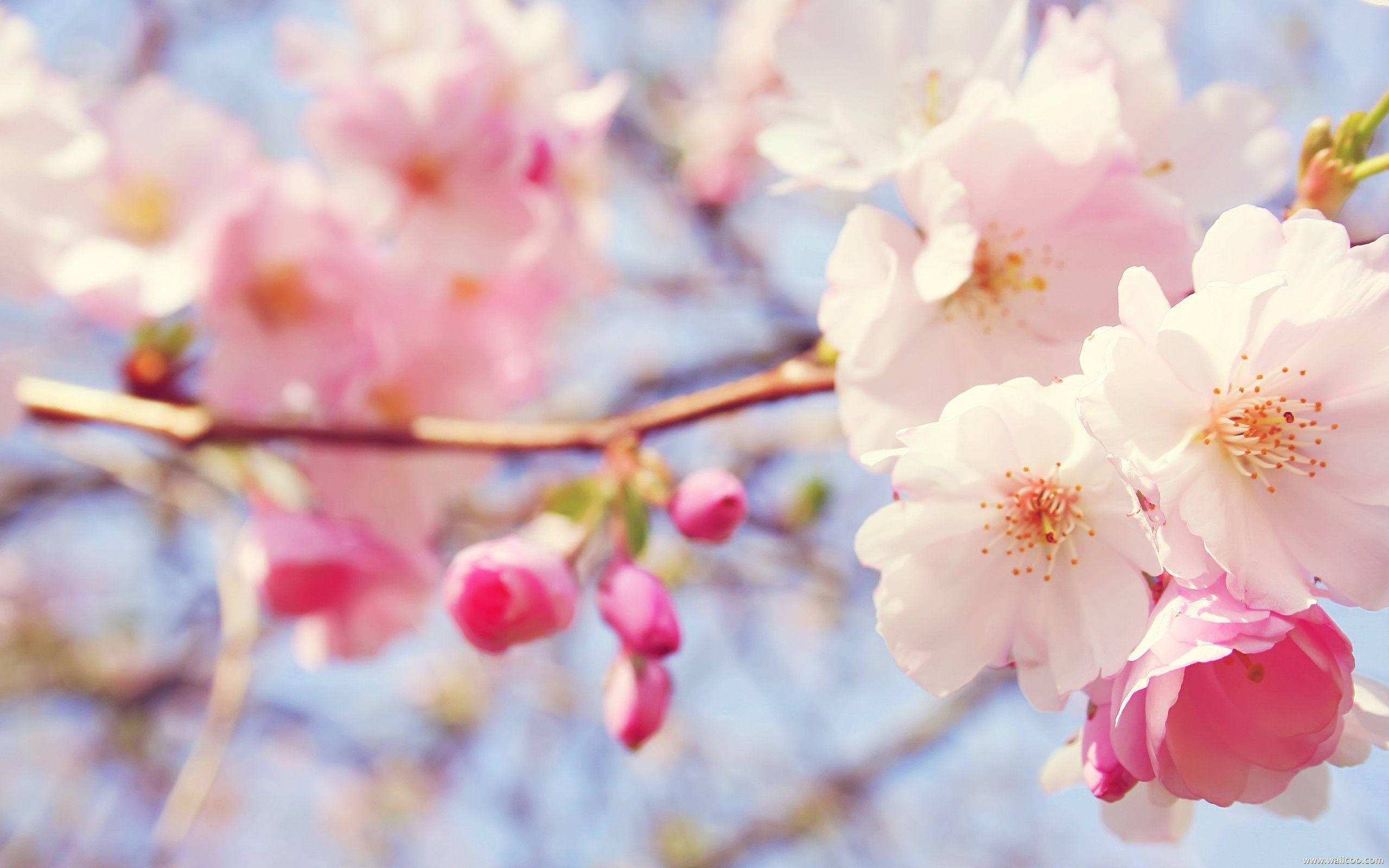 pink cherry blossoms, tree branch, bright blue sky, 2K Desktop Wallpaper