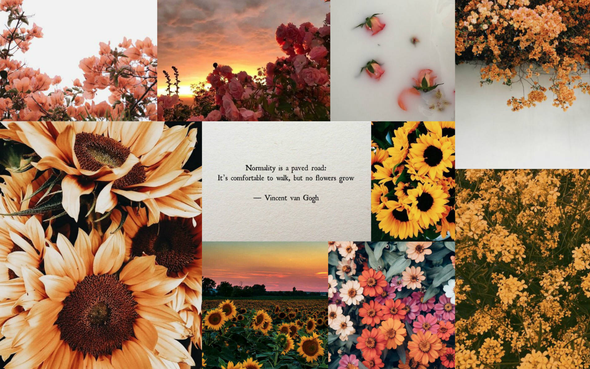 sunflower, roses, blossoms, HD Desktop Wallpaper