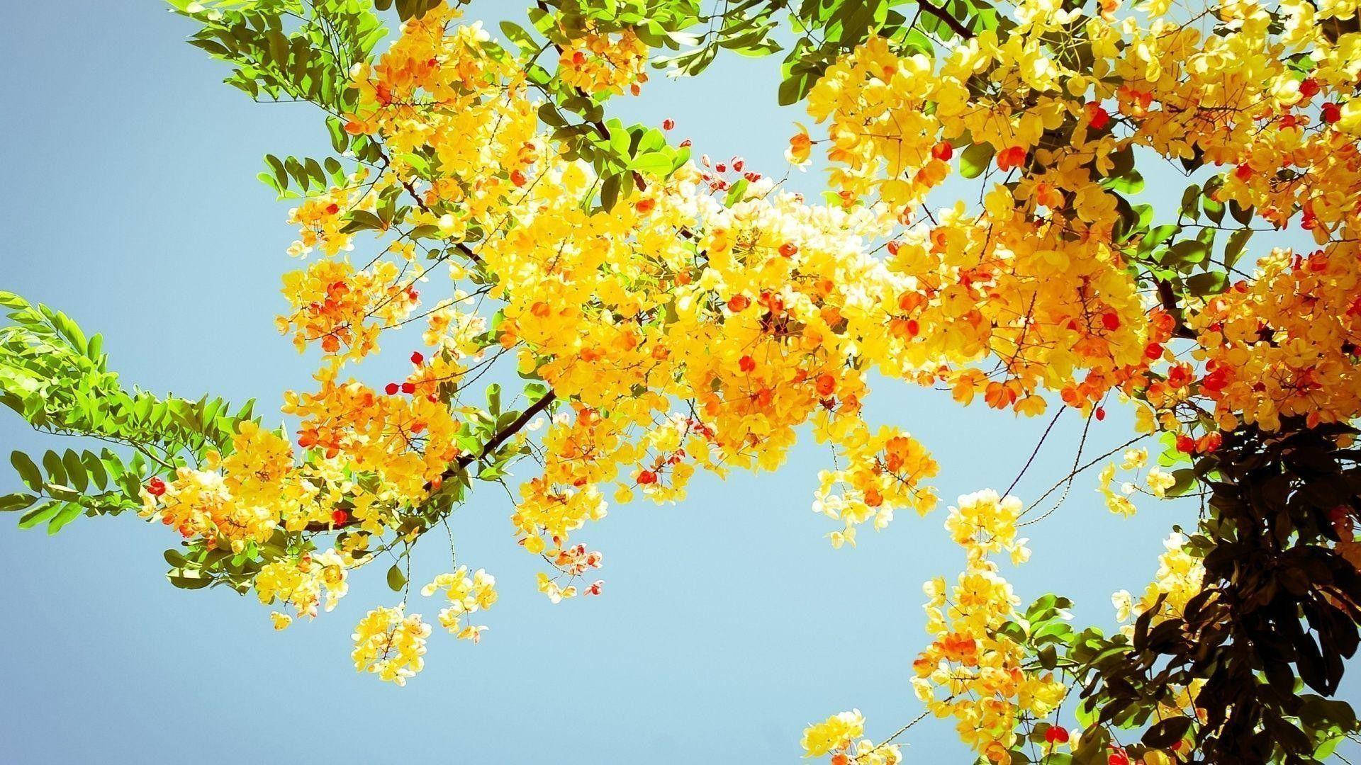 Spring Aesthetic, yellow, sunny, Full HD Desktop Wallpaper